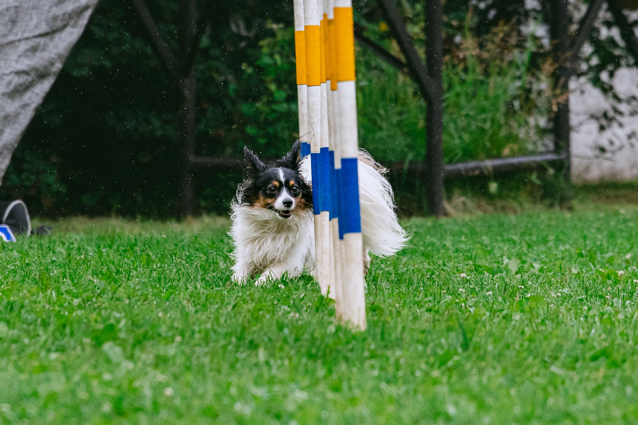 Соревнования по аджилити Долгопрудный 30.06.2025. Фотограф-анималист Татьяна Степанова