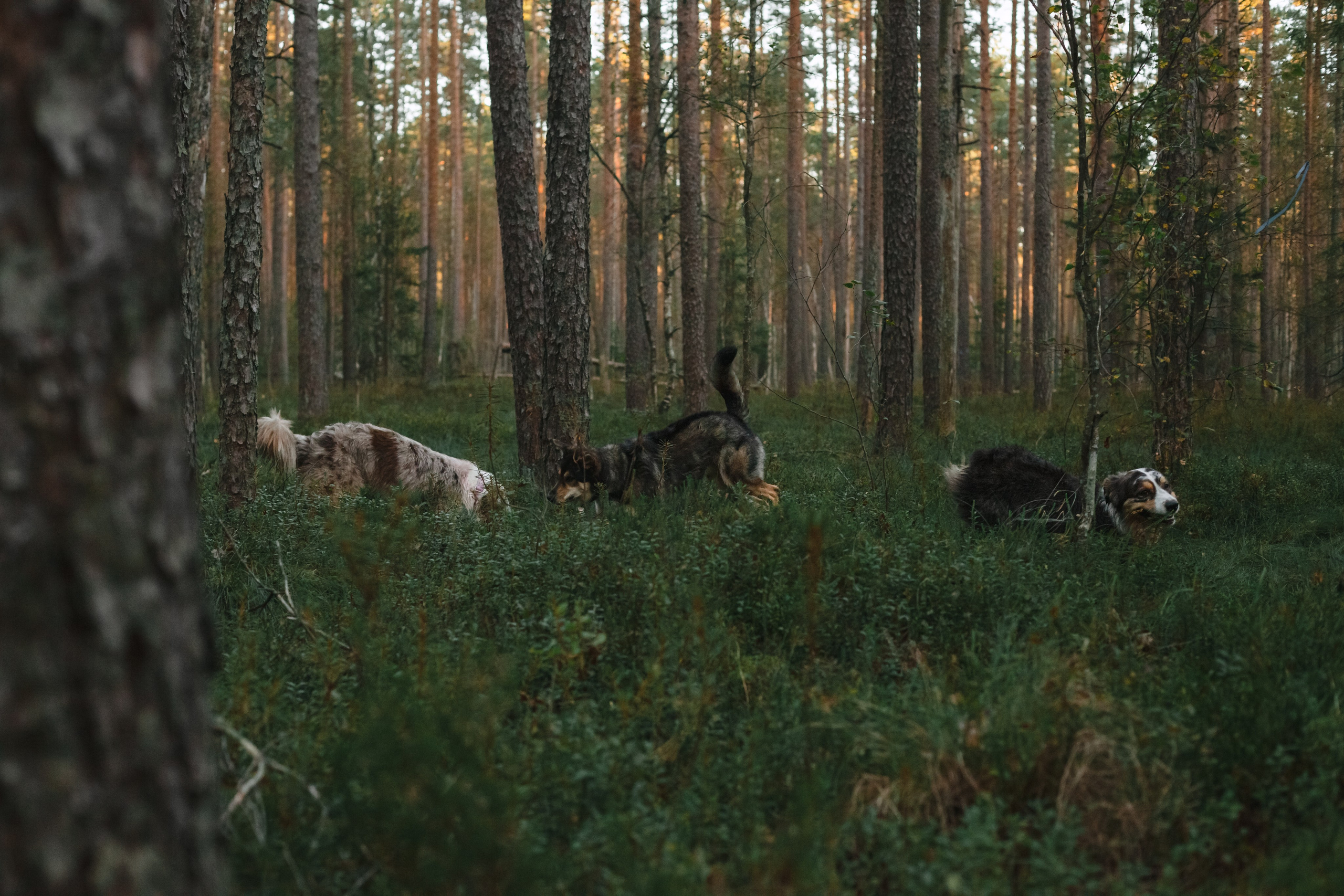 Фотопрогулка в Ленобласти. Фотограф-анималист Татьяна Степанова
