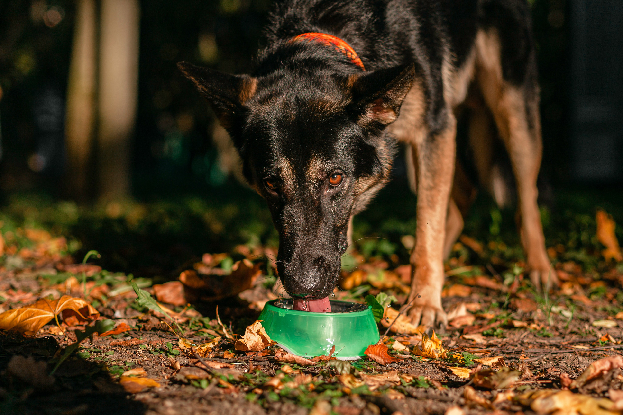 Илай. Фотограф-анималист Татьяна Степанова