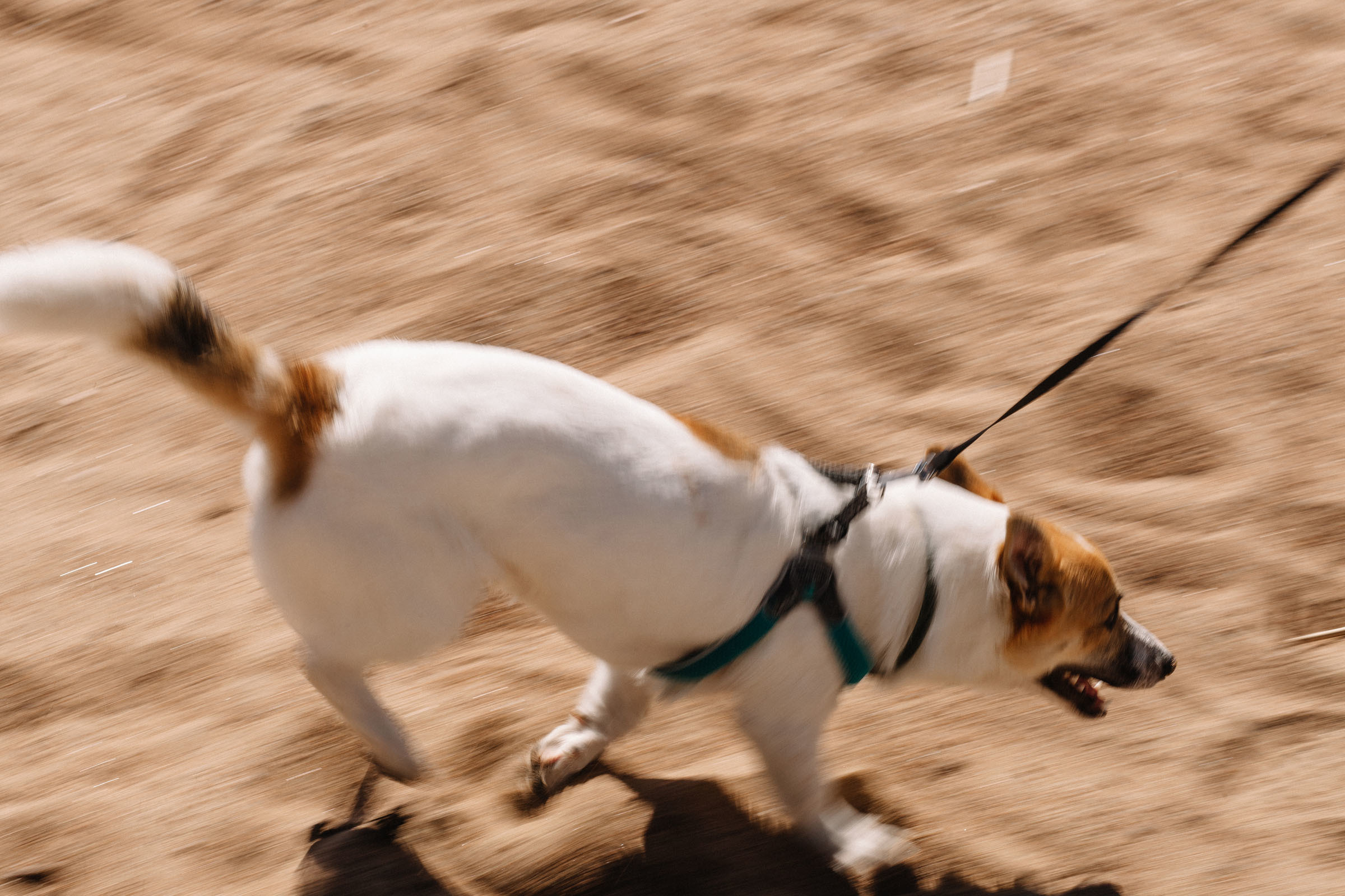 Семейная фотосессия на берегу финского залива в первый день лета. Семейный и свадебный фотограф в Майкопе Михаил Мартиросян
