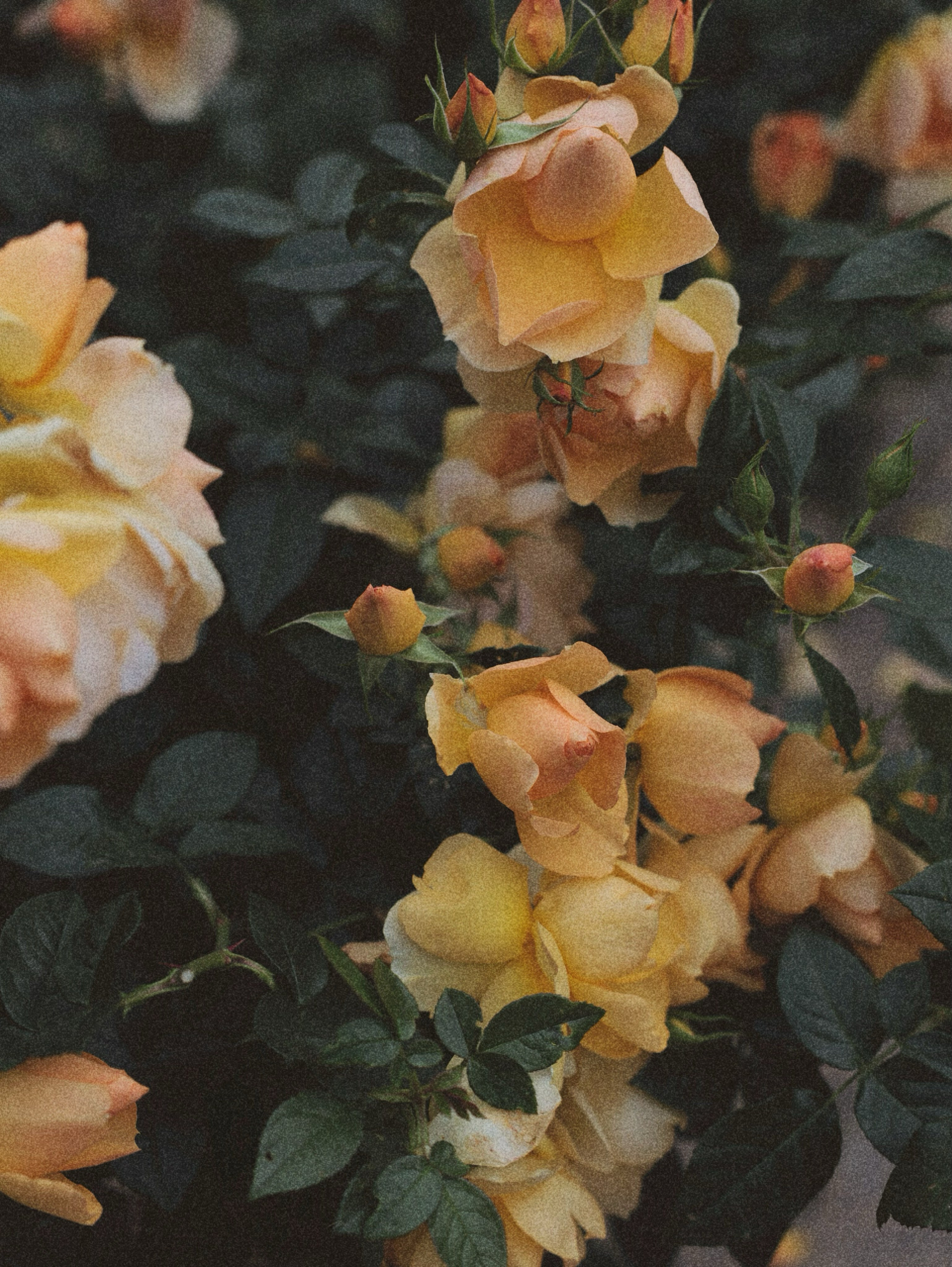 Семейная фотосессия. Фотограф  Москва&Сочи Лазарева Вита