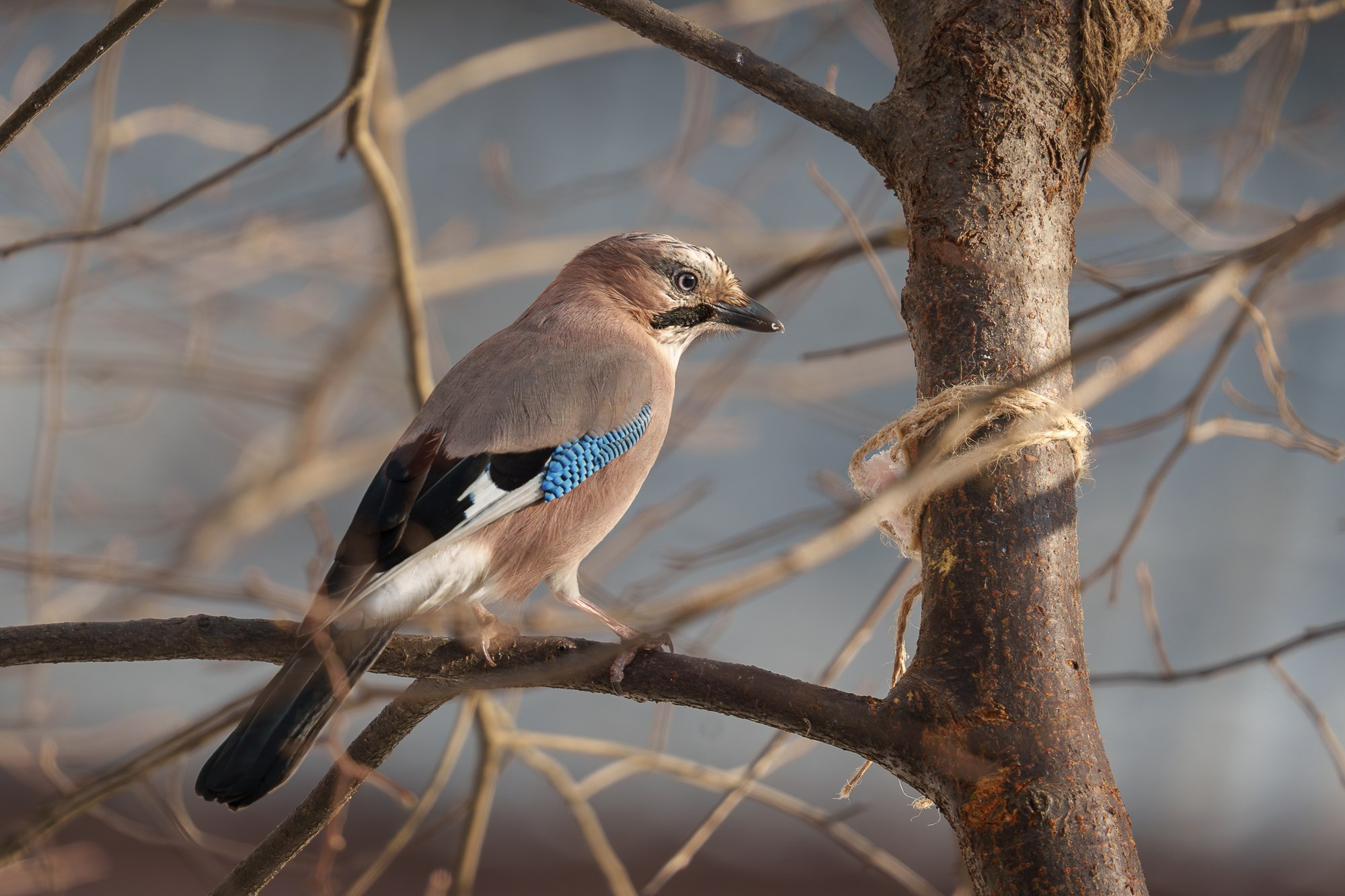 Удивительные мир птиц. Вокруг нас столько прекрасного — присмотритесь!. Ваш личный фотограф Марина Волкова