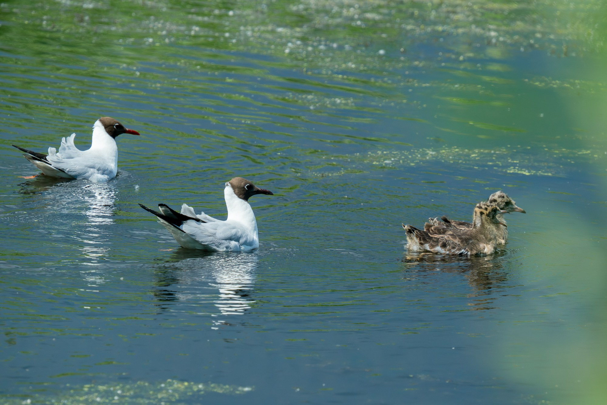 Удивительные мир птиц. Вокруг нас столько прекрасного — присмотритесь!. Ваш личный фотограф Марина Волкова