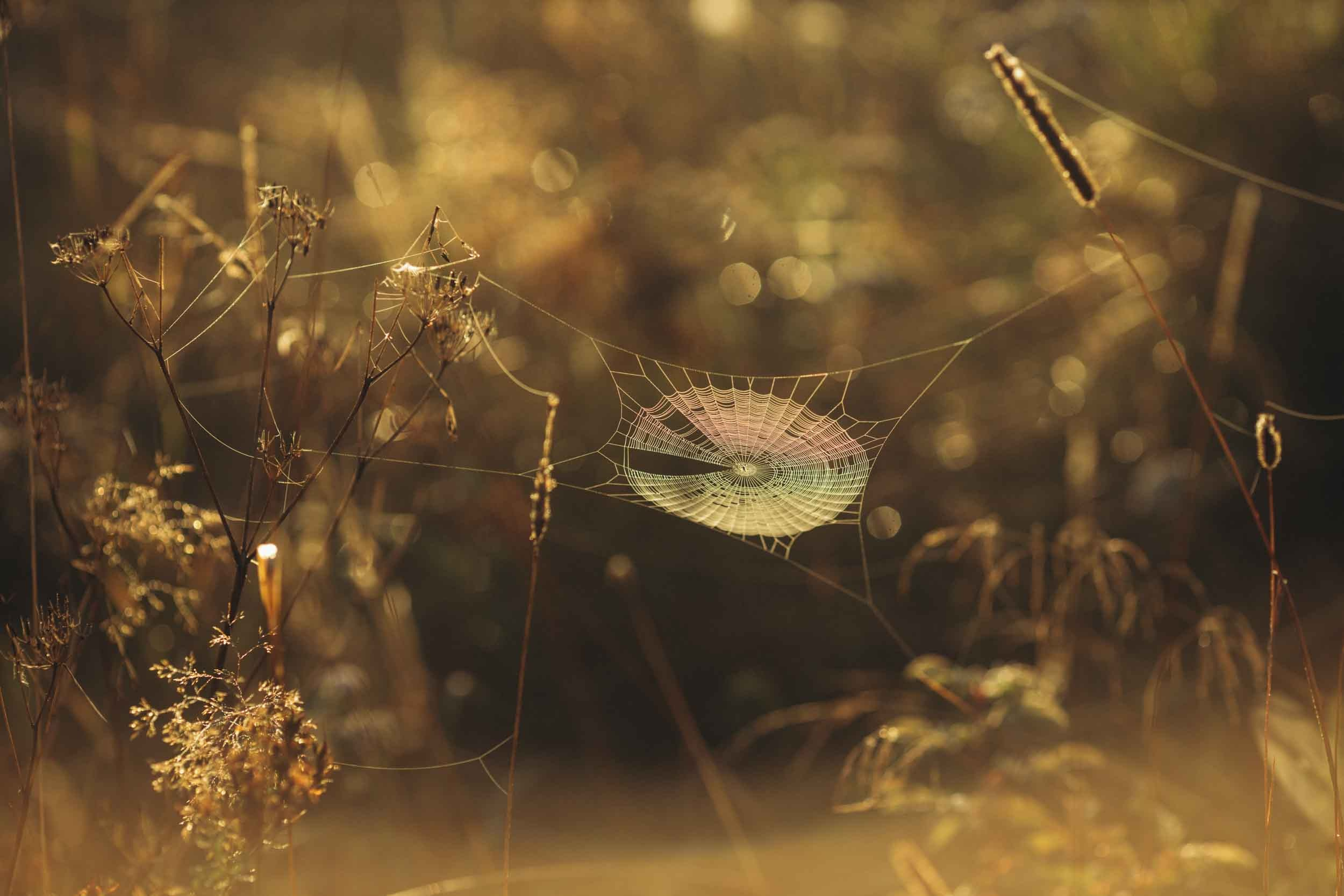 Природные пейзажи. Наталия Клевинскас портретный фотограф в Костроме