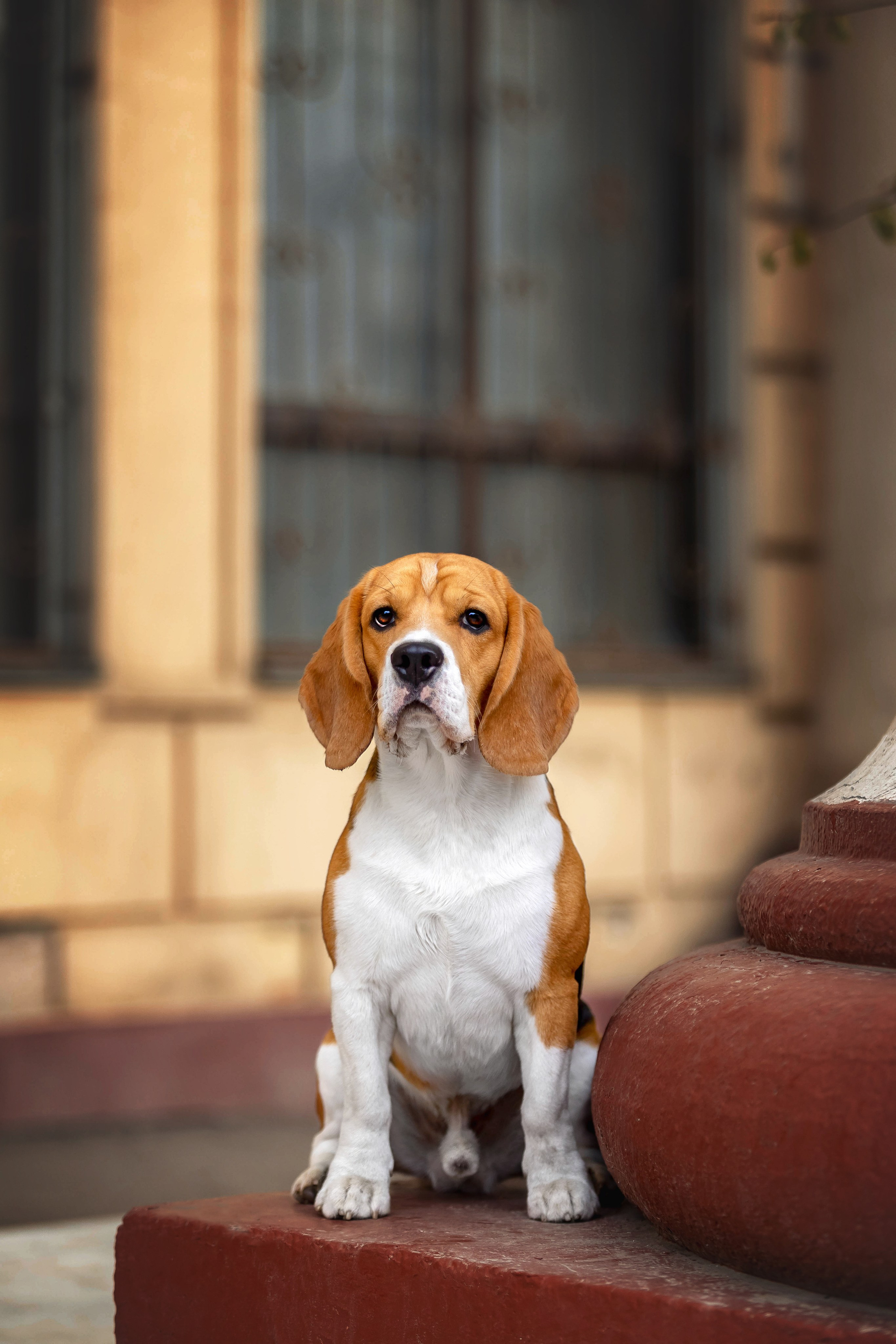 Бигль Роман. Https://moshkovaphoto.ru/