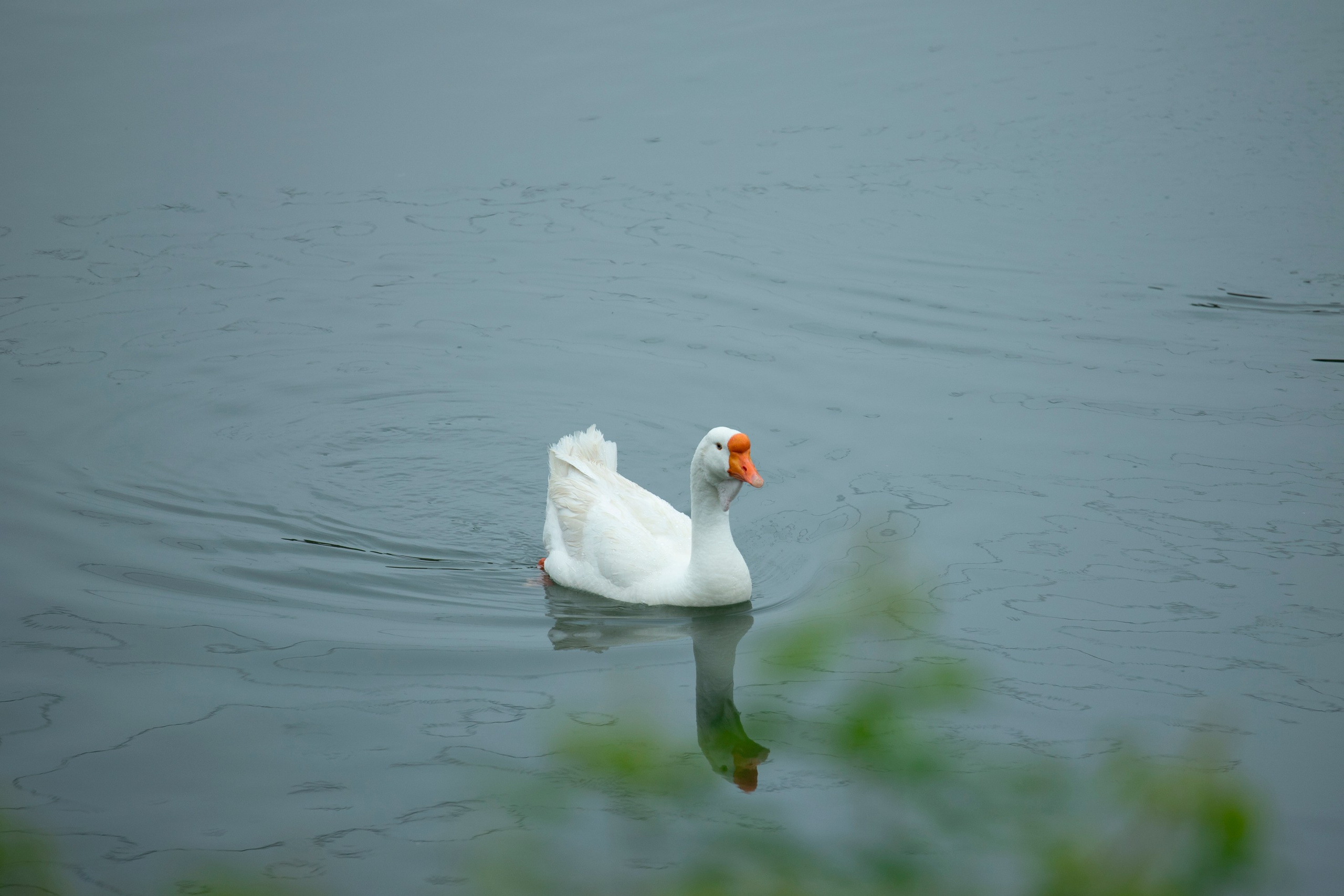 Животные. Команда фотографов Кристины Ивановой