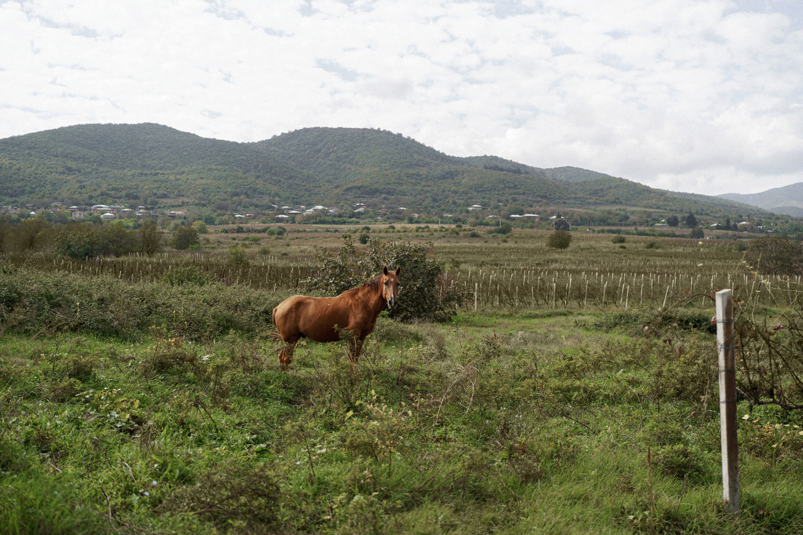 Кахетия: Георги и Анна. Свадебный и индивидуальный фотограф Татьяна Гуляева
