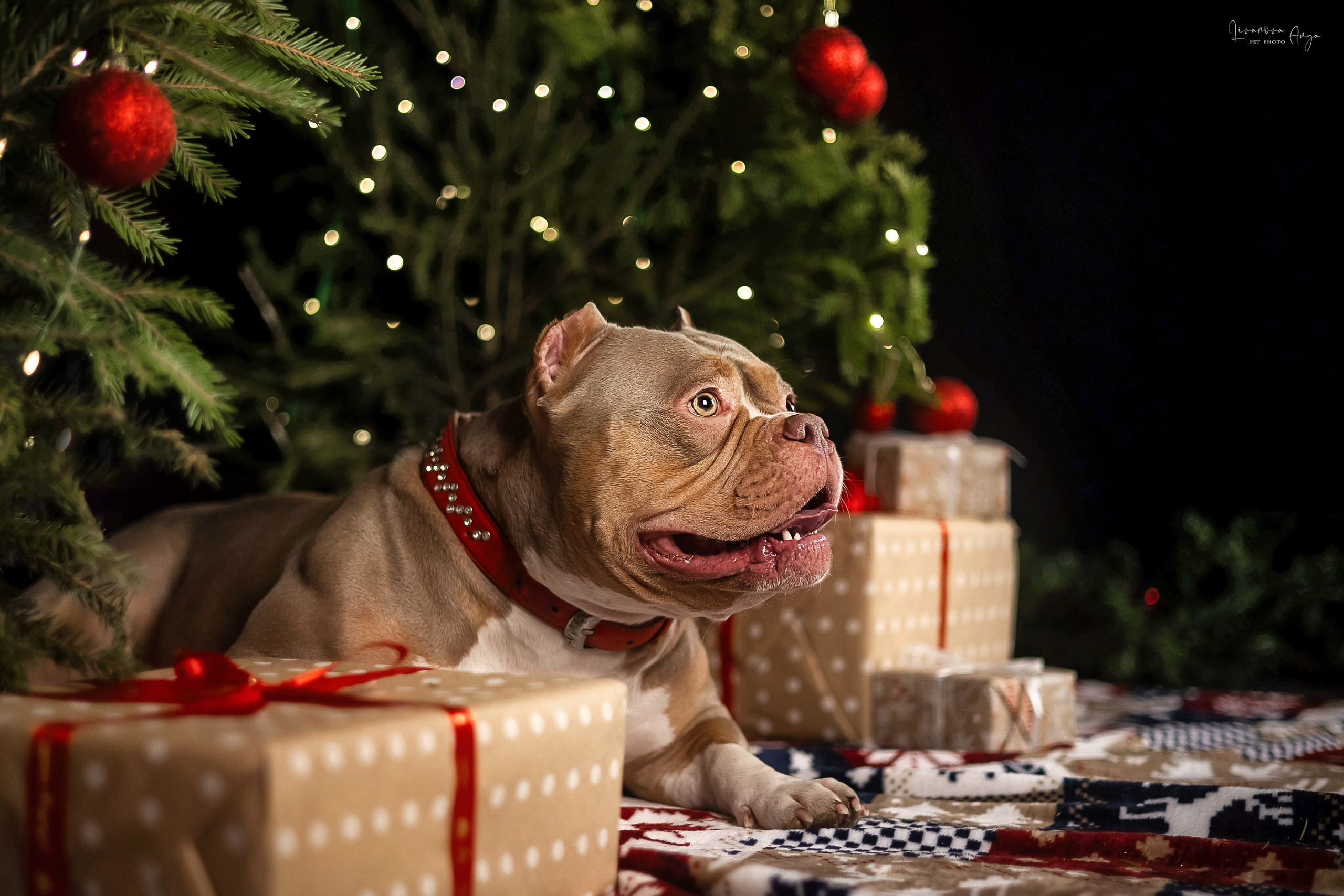 Фотодень_2 2025. Фотограф анималист Аня Ливанова | Рыбинск