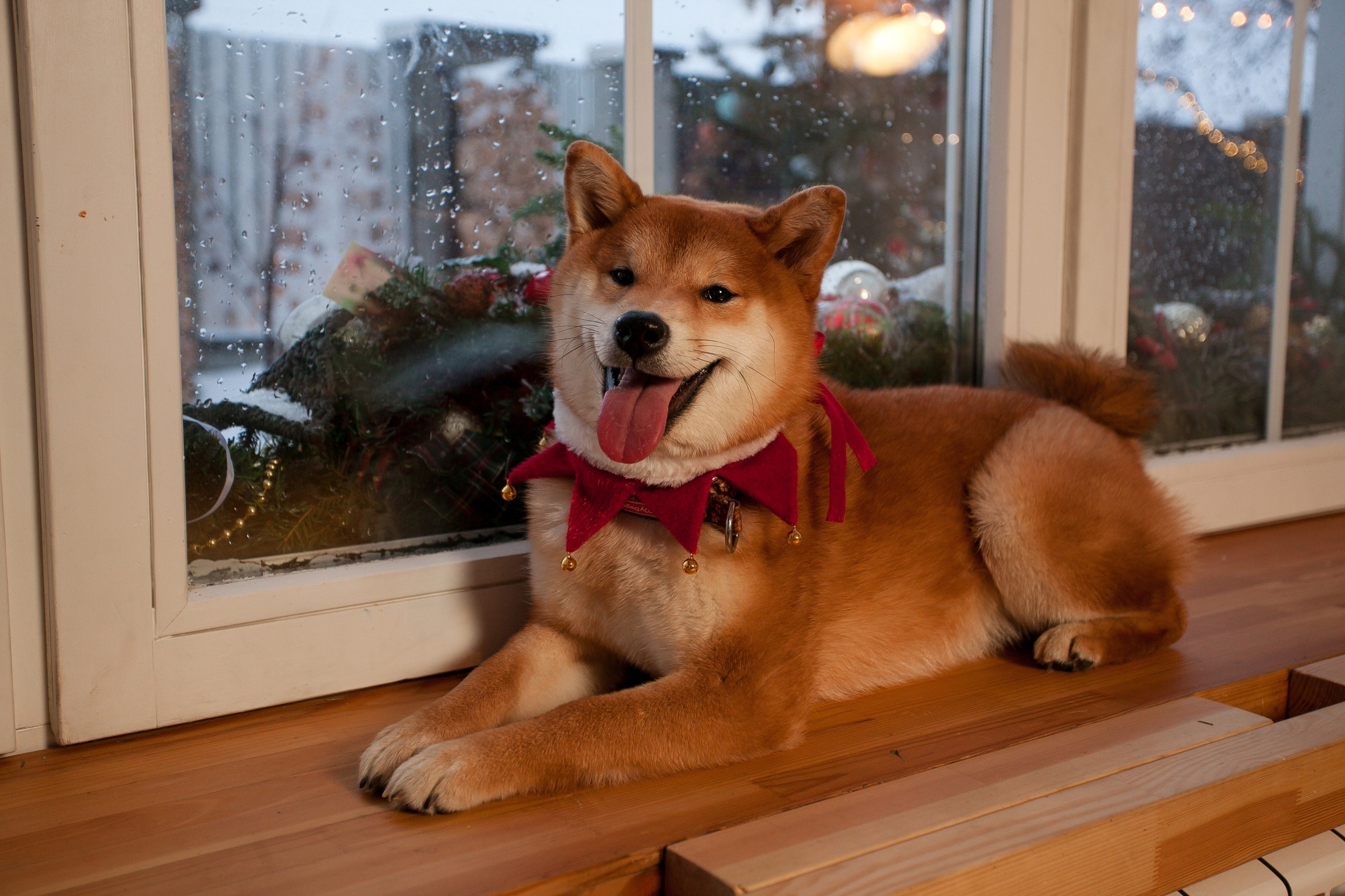 Животные. Семейный и детский фотограф в Санкт-Петербурге, Анастасия Воротова