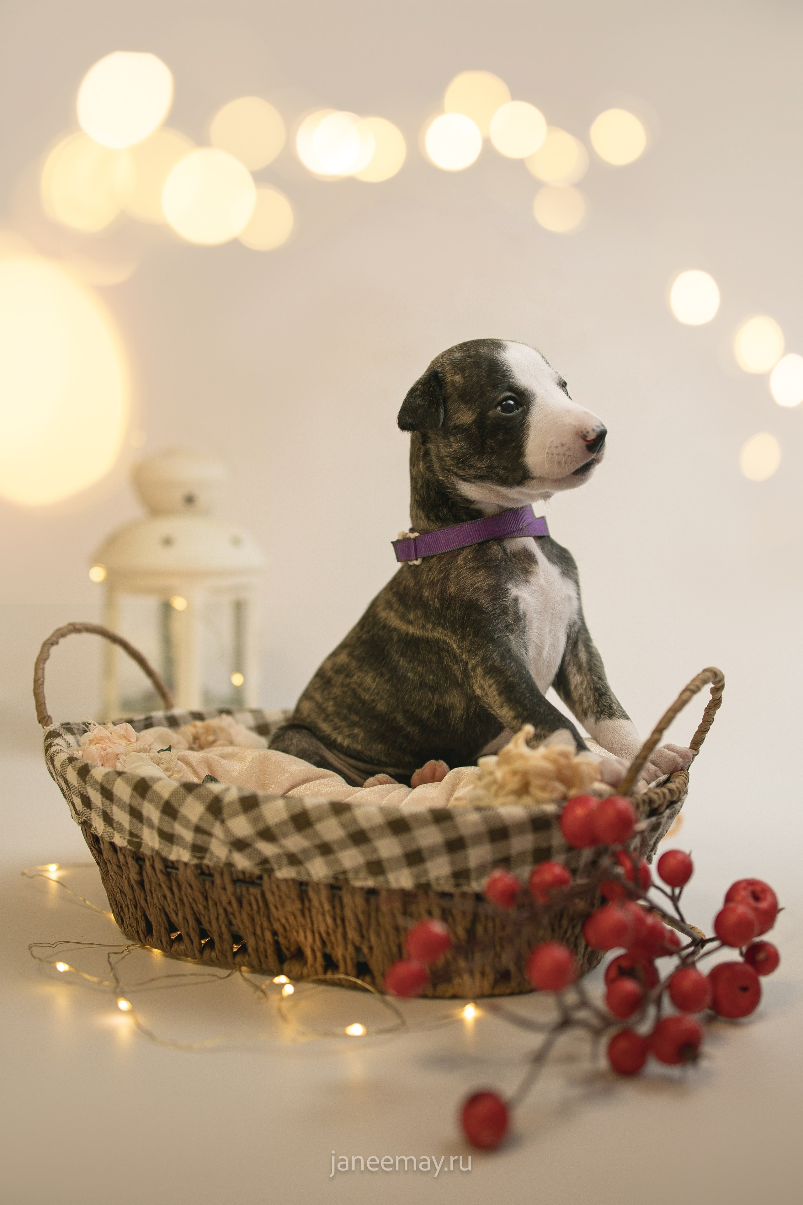 Малыши уиппеты Великбековых. Фотограф анималист в Москве Майорова Евгения