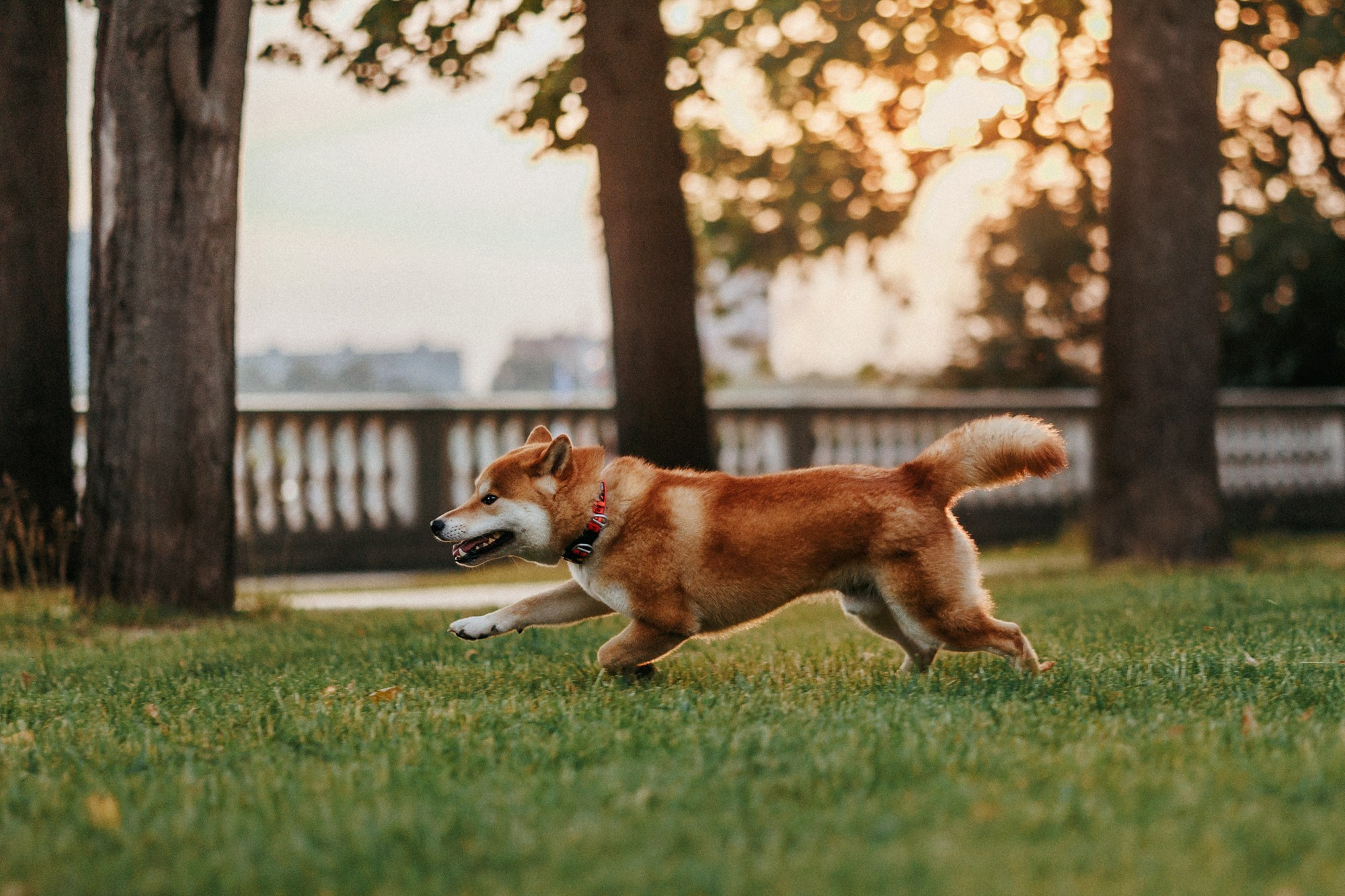 Аня, Влад и Ики. Фотограф-анималист Елена Радченко, Москва