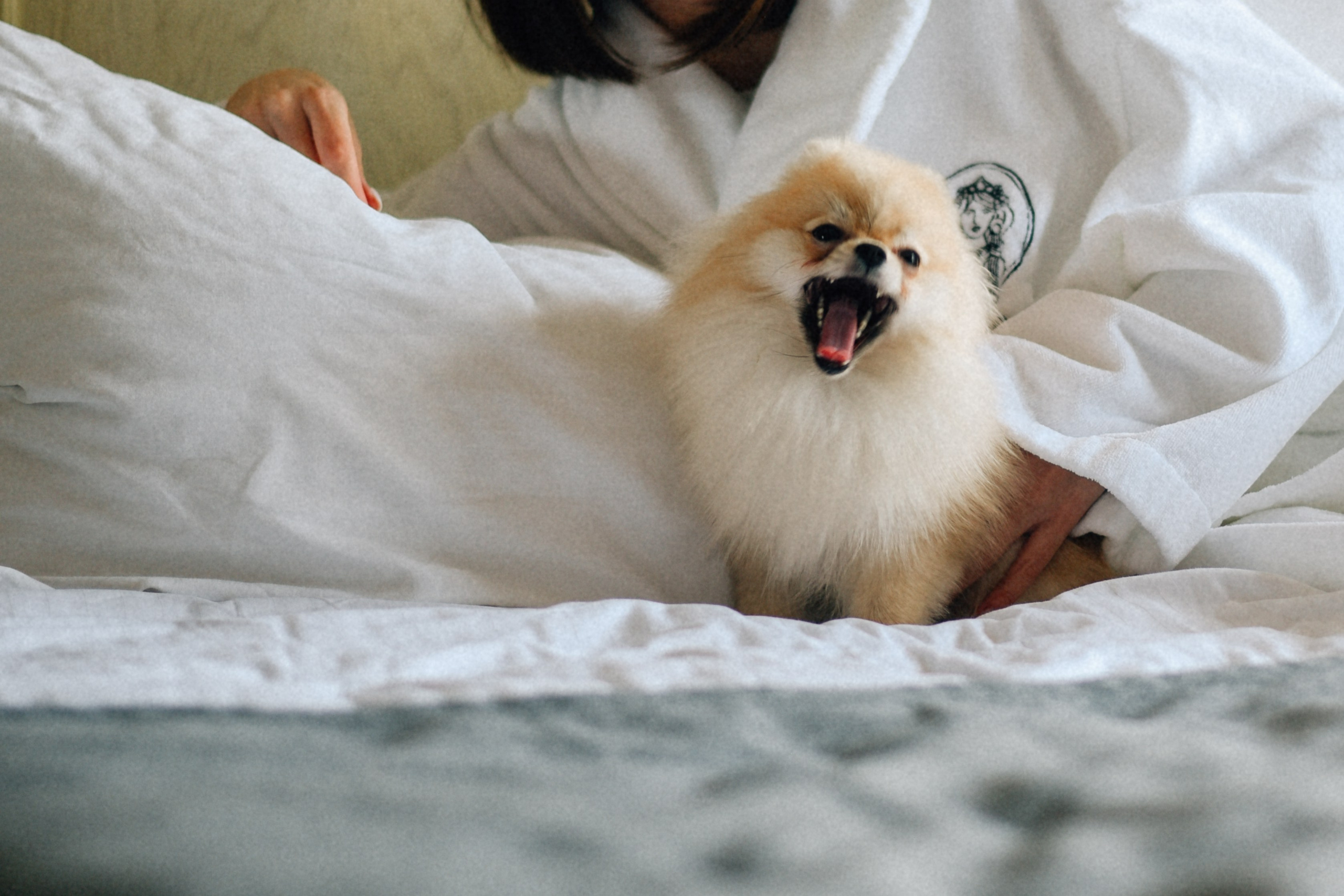 ARBAT HOUSE HOTEL. Фотограф Лола Волна, город Москва