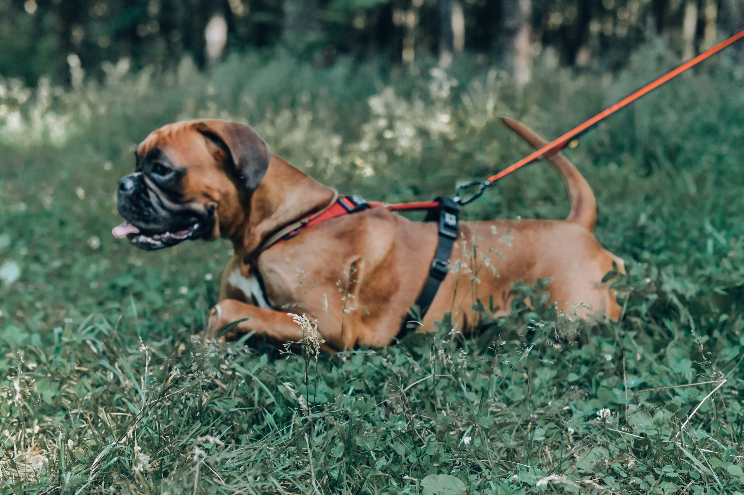 Кинологические соревнования. Семейный и репортажный фотограф в Москве Анастасия Трубкина