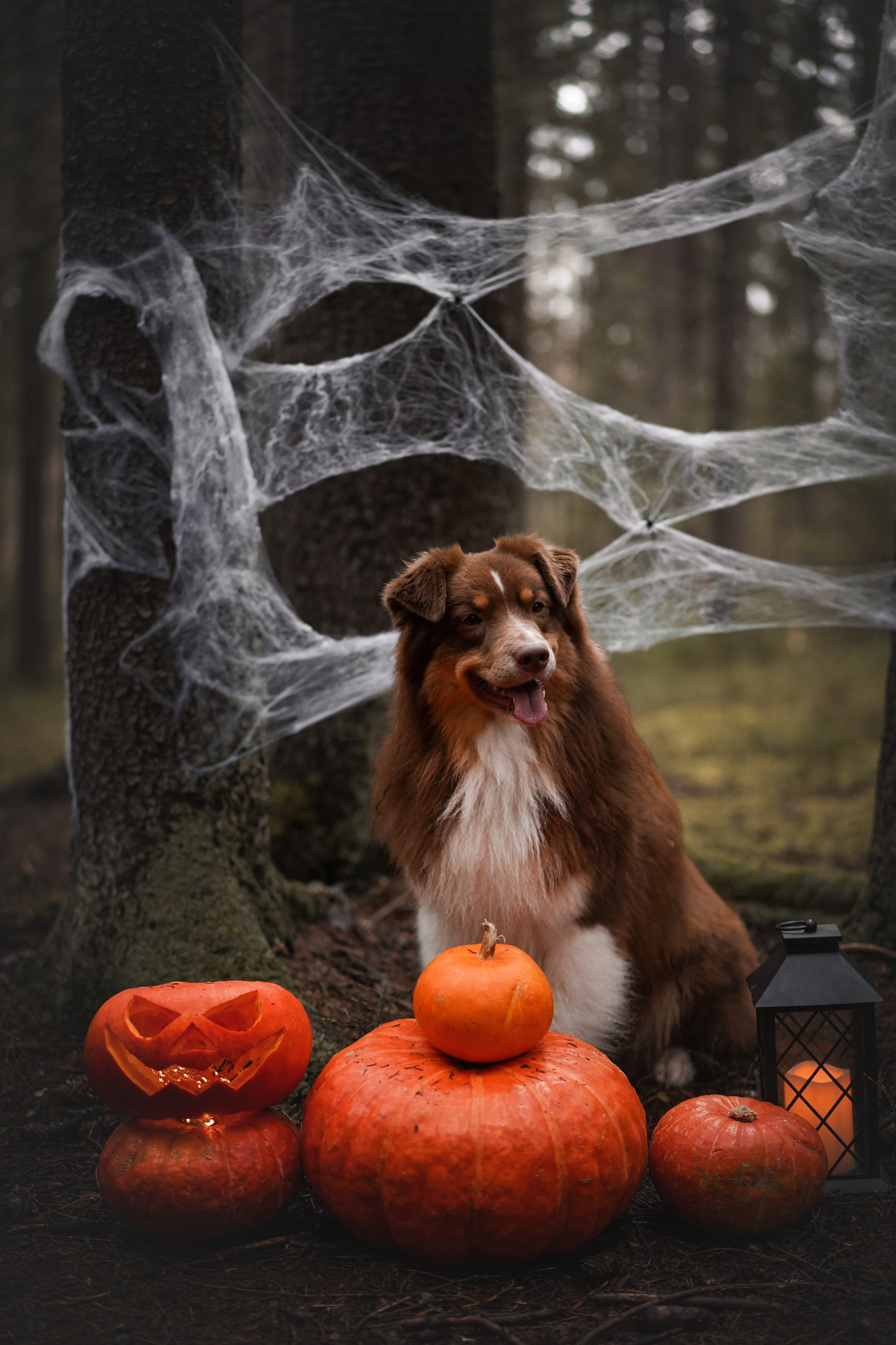 Аусси Хэллоуин 24. Фотограф-анималист в Санкт-Петербурге Яна Мартынова