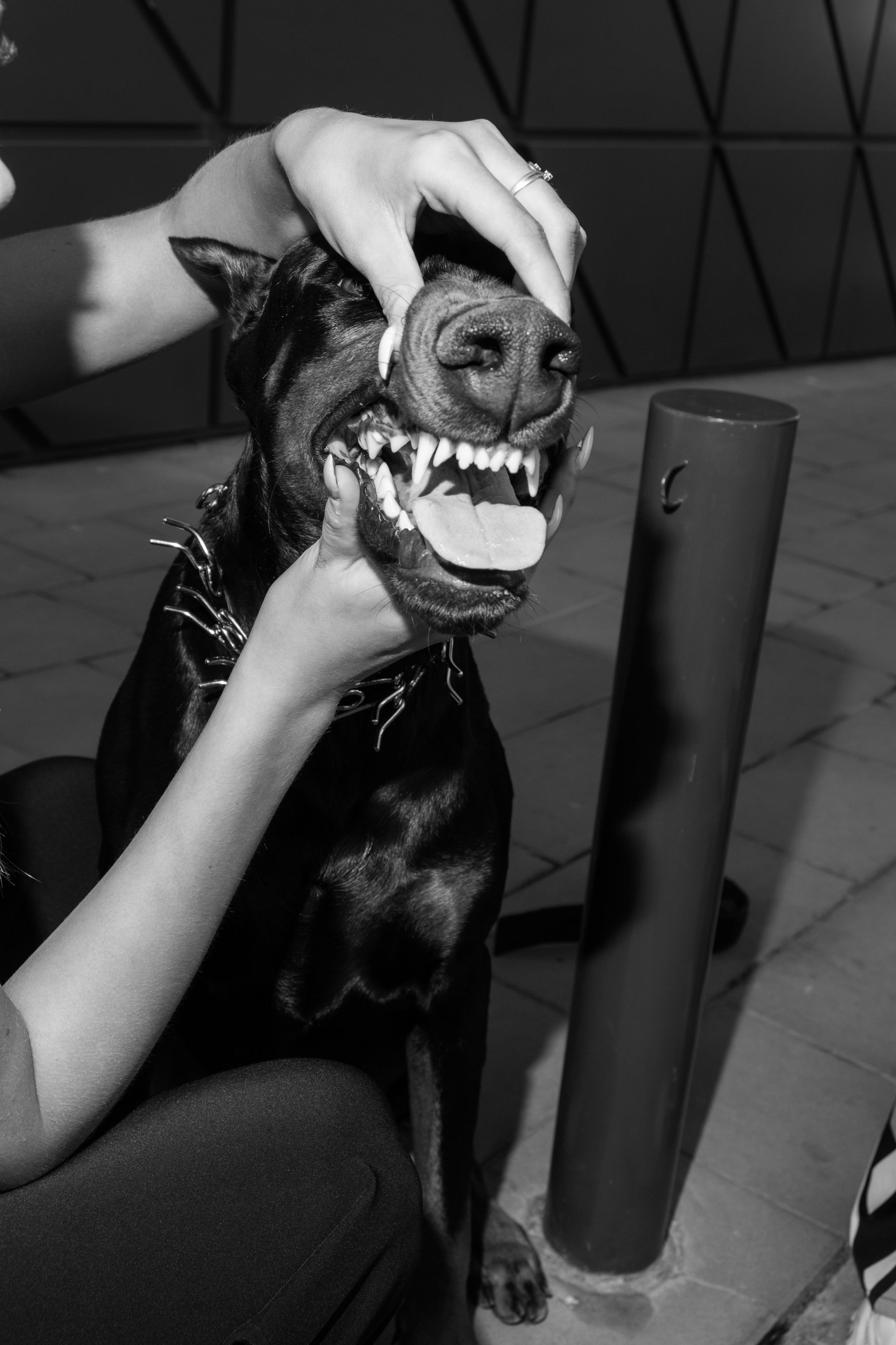 Фотосессия с Доберманом. Профессиональная фотосъемка в Крыму. Натуральные эмоции и живые кадры. Забронируйте дату прямо сейчас!