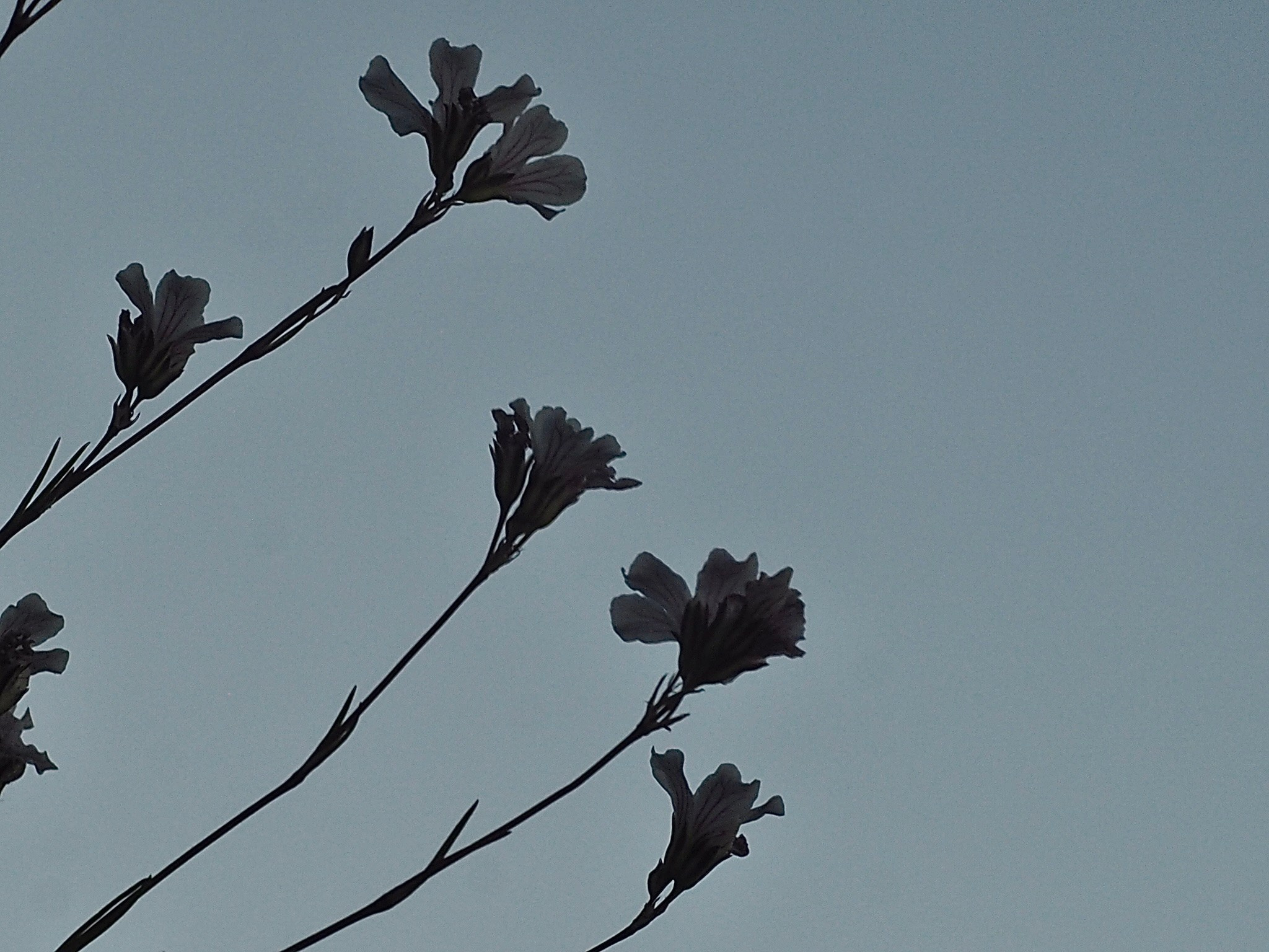 Флора и фауна. Смотри, красота!