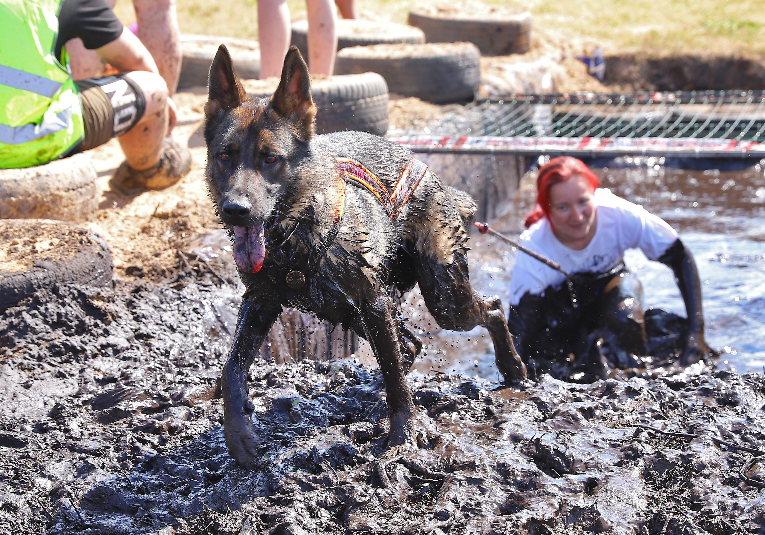 Хвостатый драйв. Семейный и детский фотограф в Москве и МО Елена Москвичева