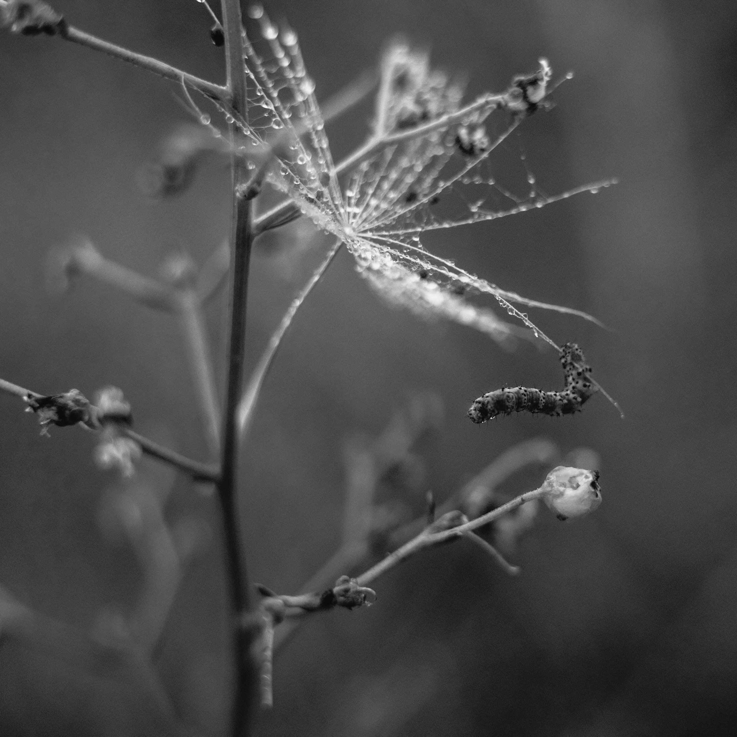 Nature. Артем Корнев Фотограф