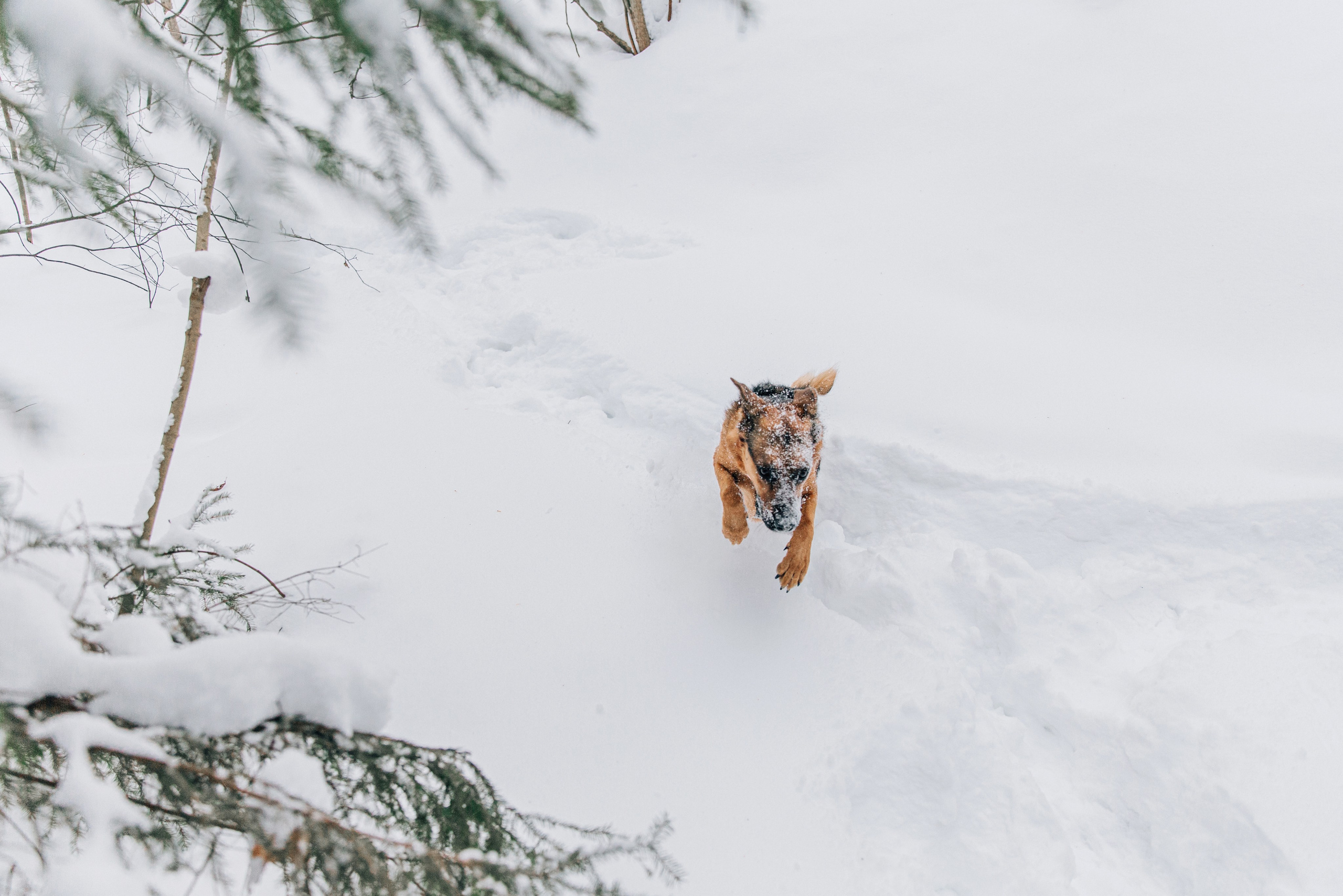 Саша и Ньют. Фотограф-анималист в Москве Соломонова Варвара