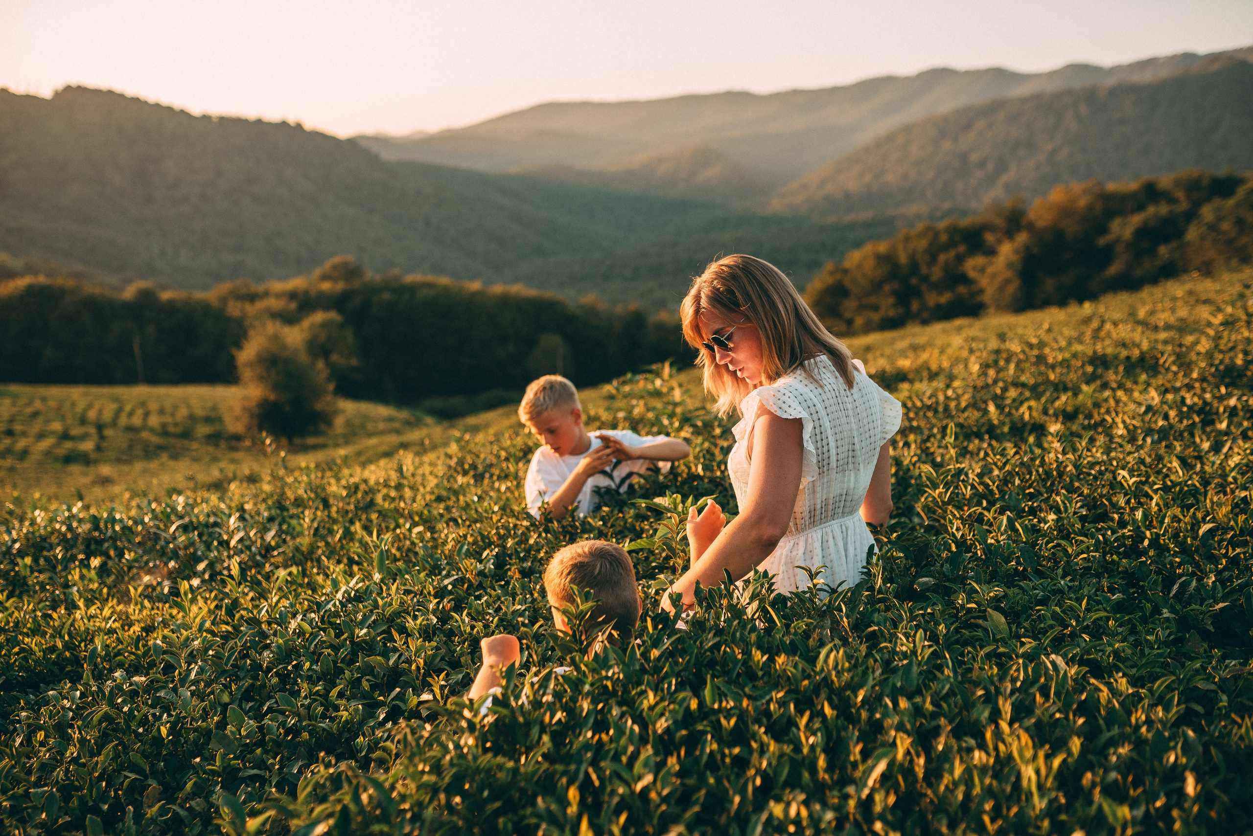 Чайные плантации 🌿✨. Фотограф в Сочи — Маргарита Поганова