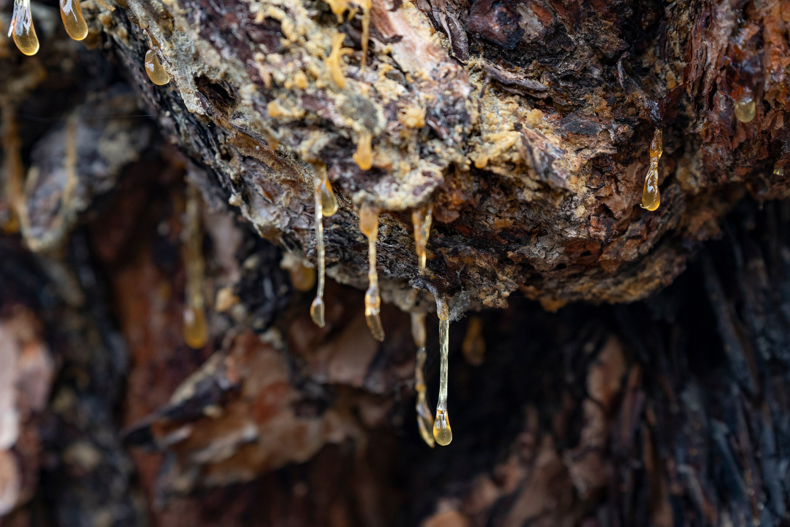 Дерево на Ольхоне