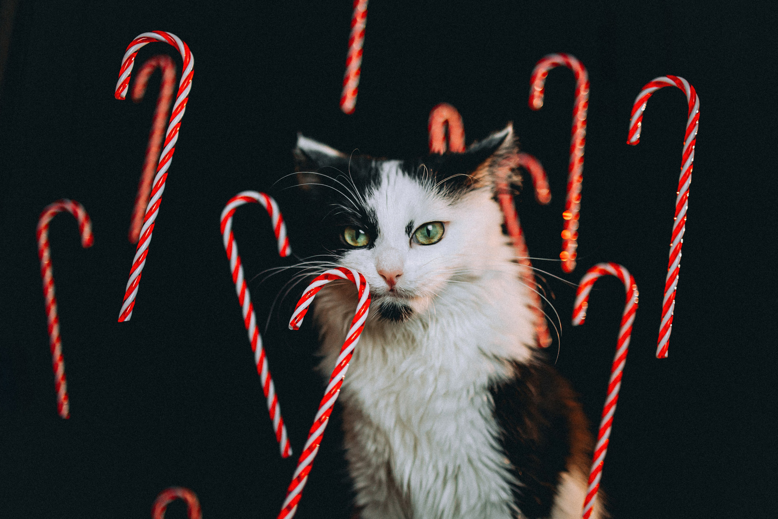 Джек, Бет и Кову