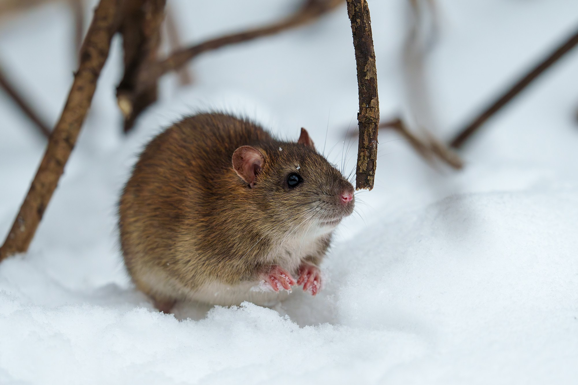 Животные. Ваш личный фотограф Марина Волкова