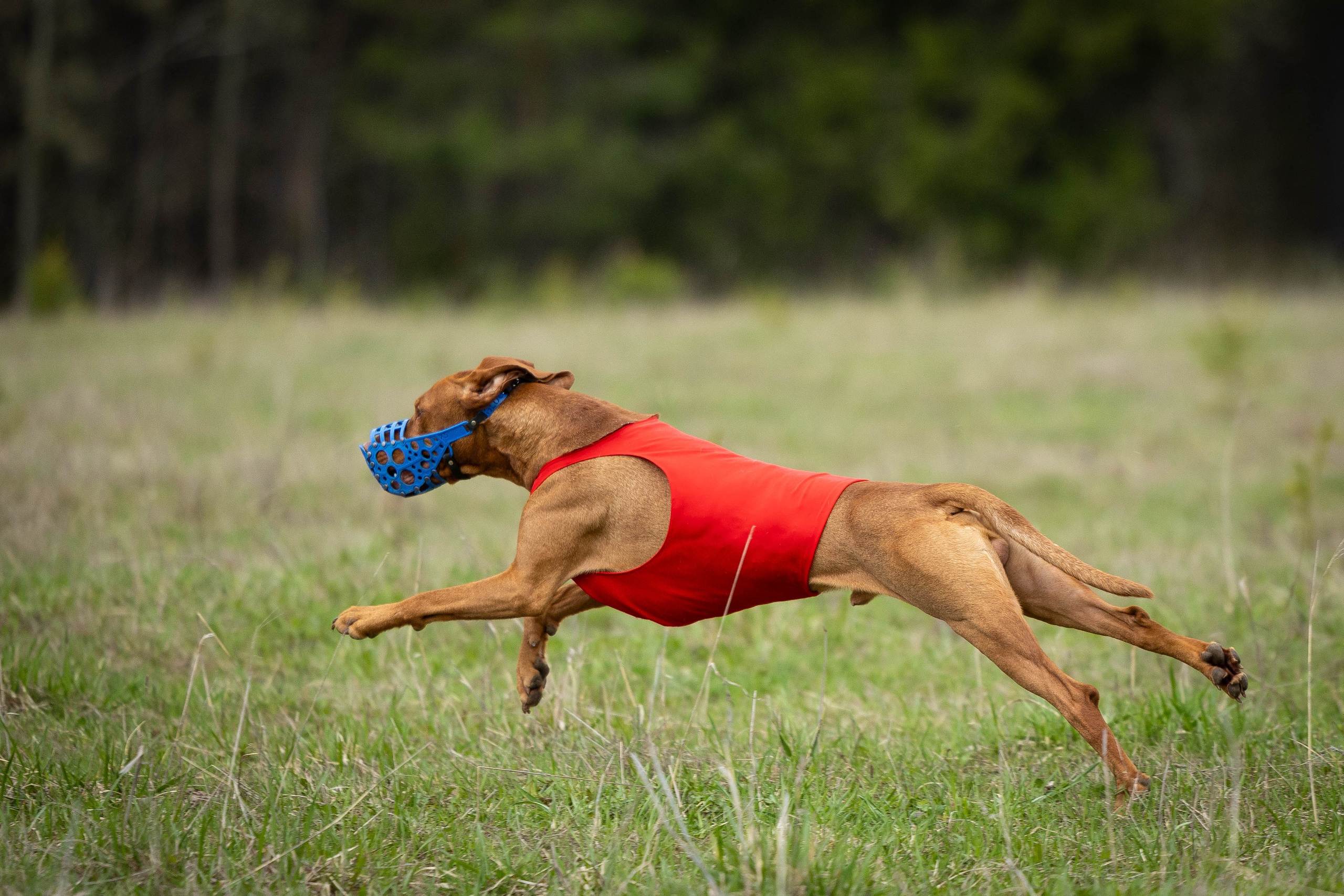 Курсинг. Фотограф Анималист в Перми Анастасия Остерман