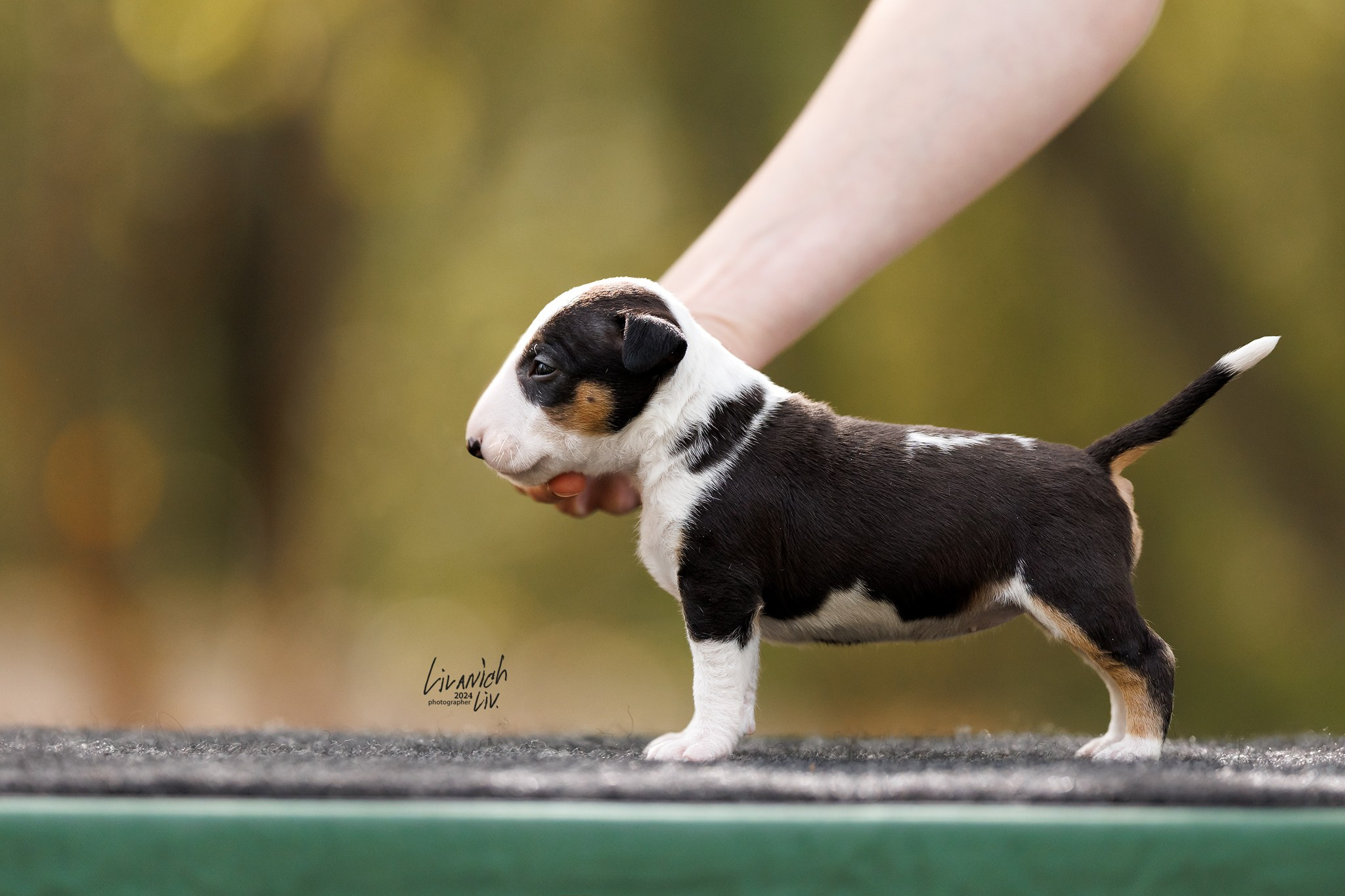 Щенки. Фотограф для вашей собаки