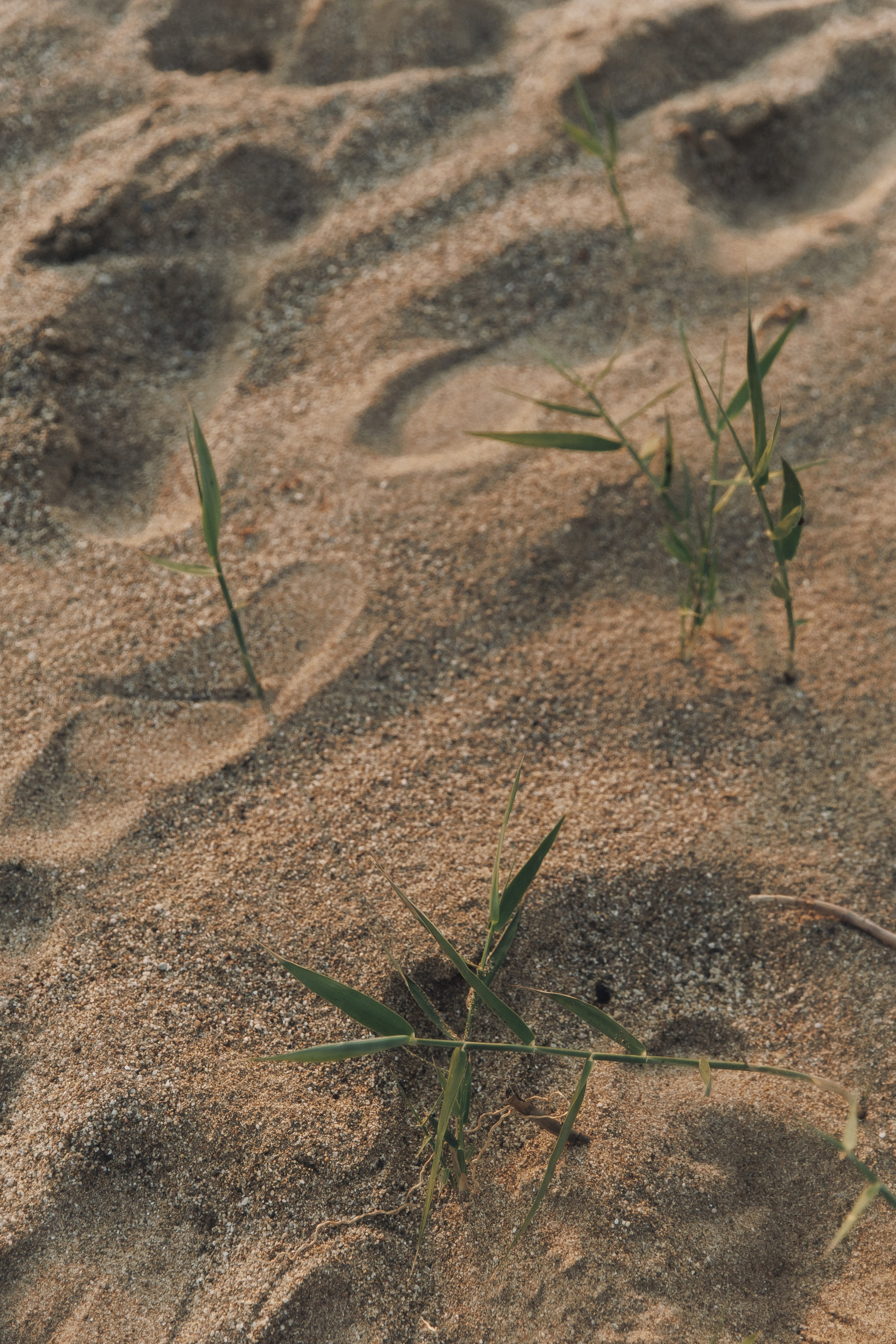 Masha | Family. Свадебный фотограф в Севастополе и Крыму| Tanya Sher
