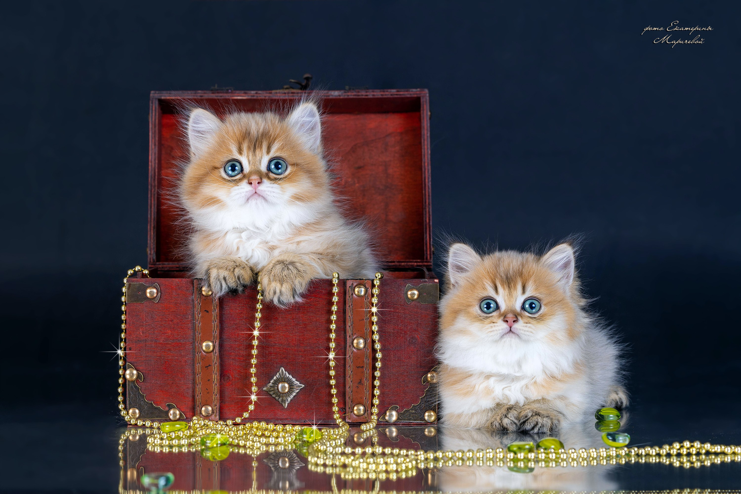 Галерея котят. Фотограф-анималист в Омске Екатерина Маричева