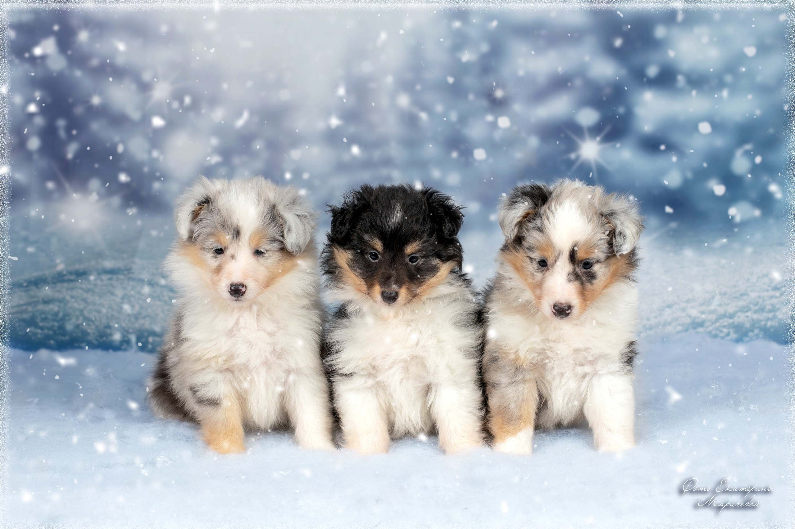 Тематические фоны с рисунком. Фотограф-анималист в Омске Екатерина Маричева