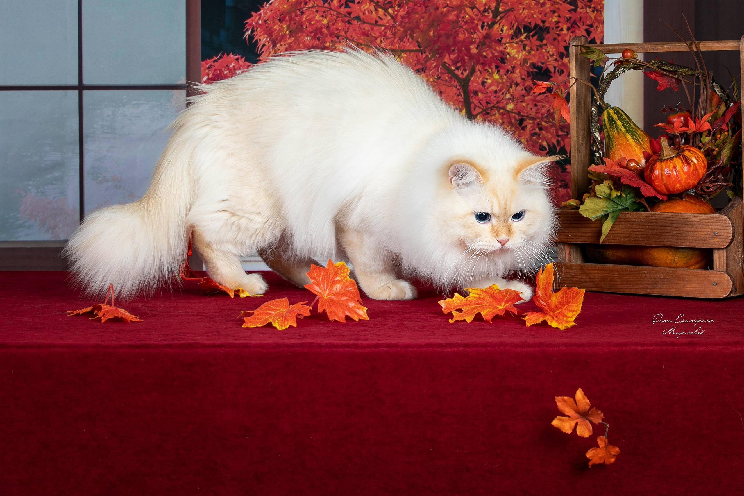 Стендовая съёмка на выставках кошек. Фотограф-анималист в Омске Екатерина Маричева