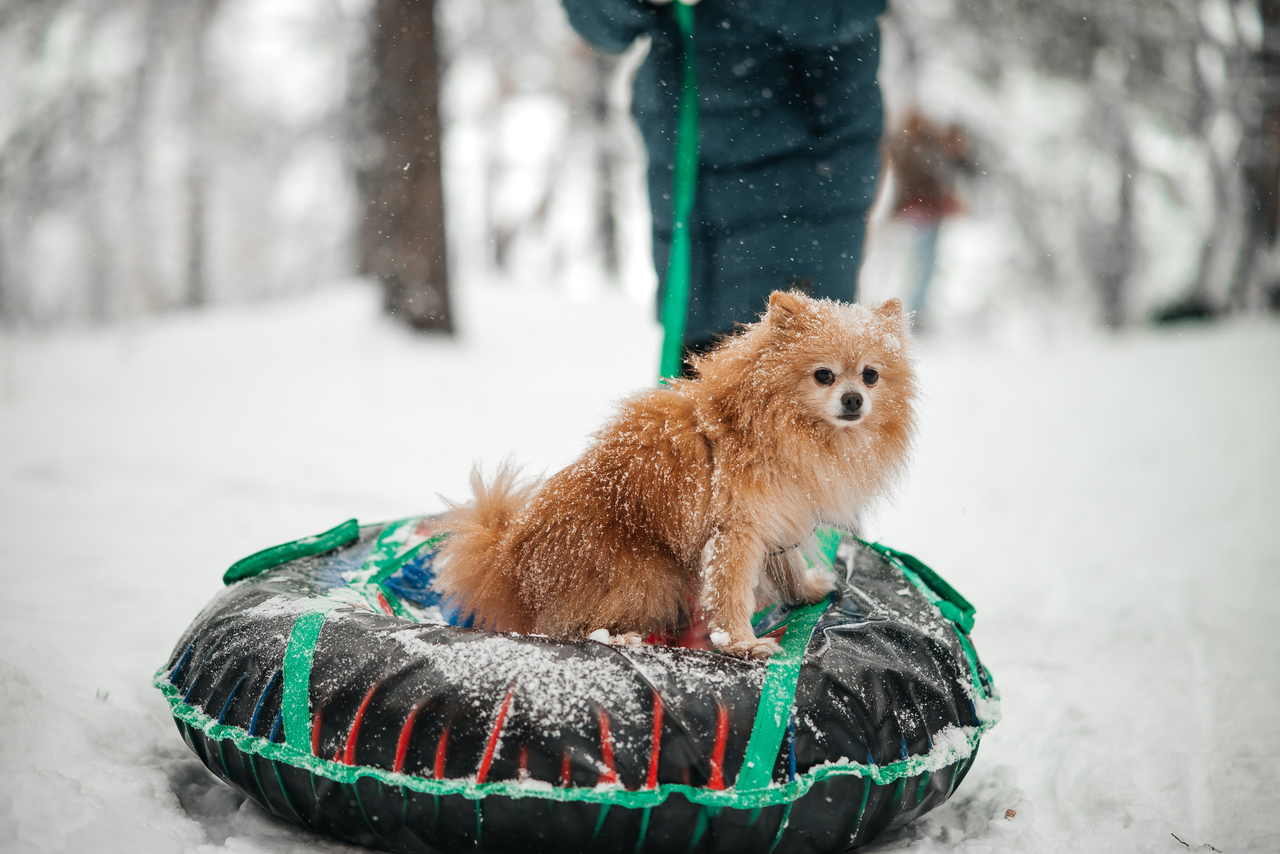 Семейная2. Школьный фотограф в Валуйках. Фотосессии для выпускников и изготовление выпускных альбомов в городе Валуйки и в Белгородской области