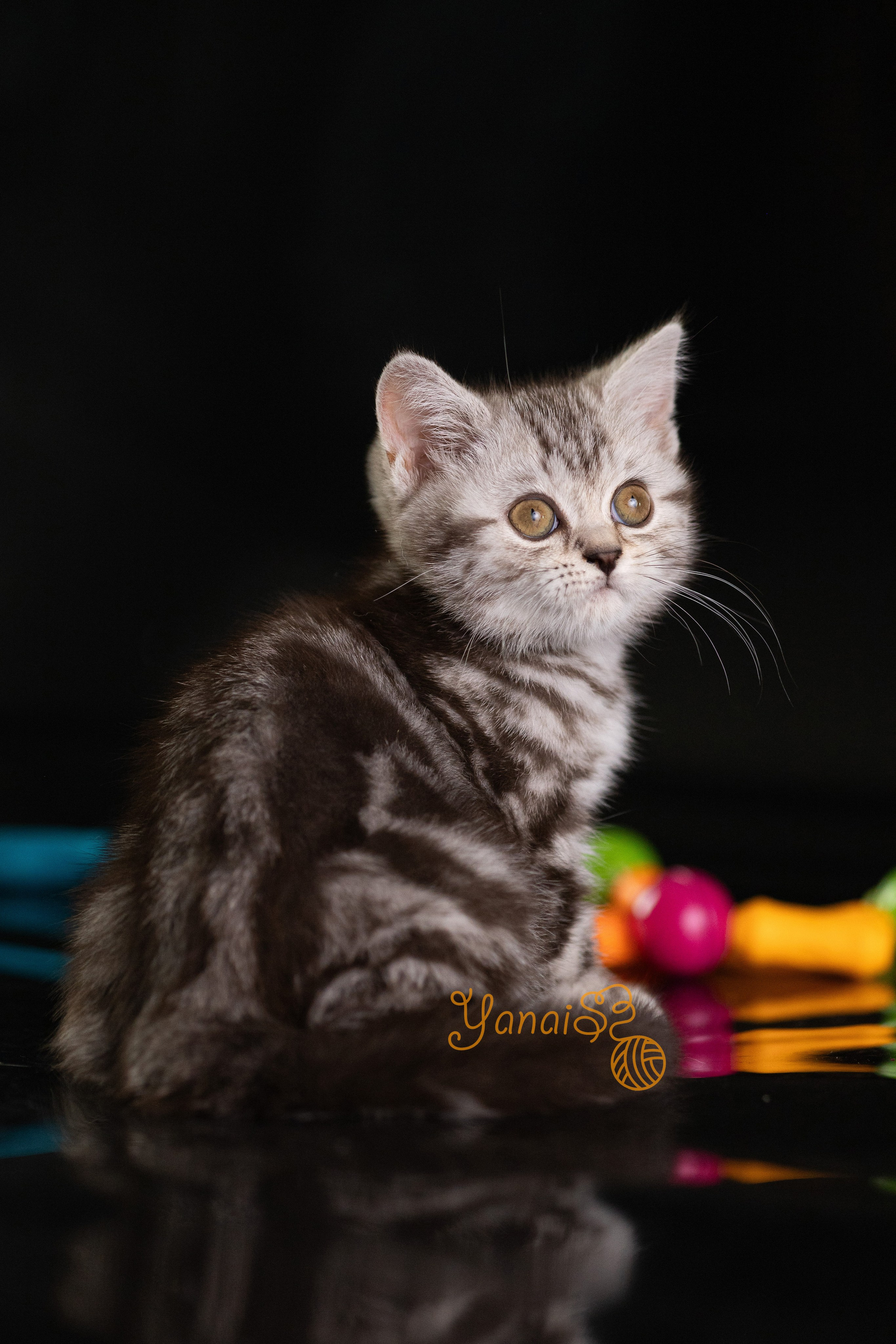 Котята. Фотограф Яна Матвеева в Ижевске