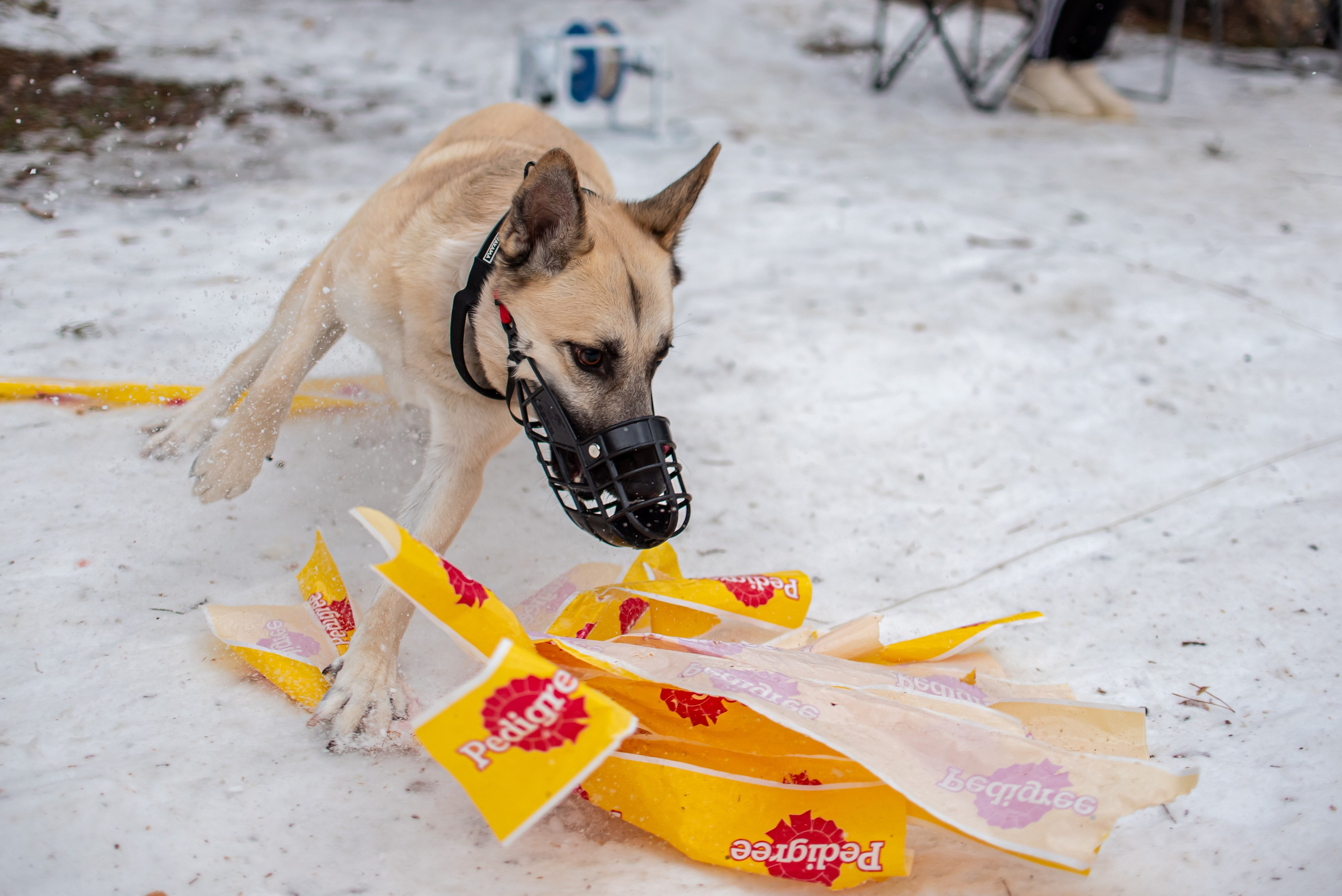 Фотосъёмка с собаками в Кинологическом лагере. Фотограф Макс Огурцов в Нижнем Новгороде