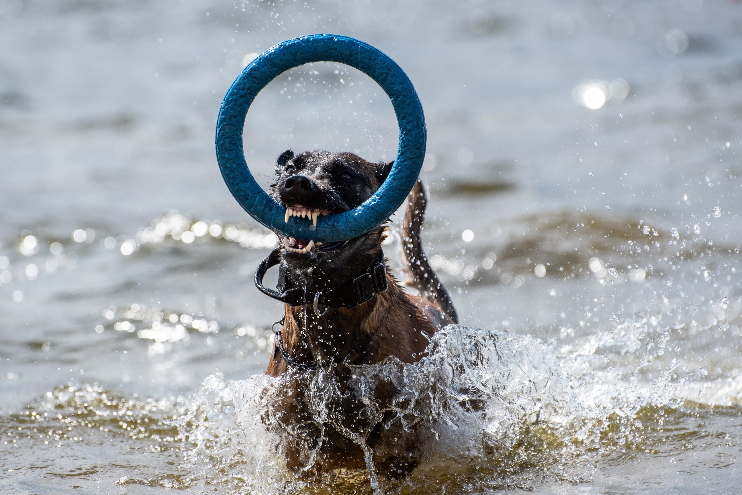 Всплеск эмоций 2023 Кинологический фестиваль. Фотограф Макс Огурцов в Нижнем Новгороде