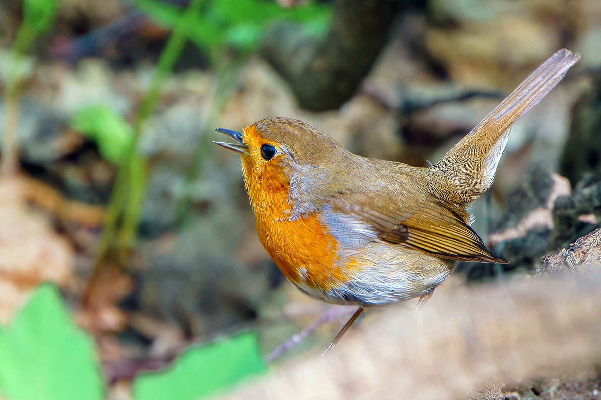 Удивительные мир птиц. Вокруг нас столько прекрасного — присмотритесь!. Ваш личный фотограф Марина Волкова