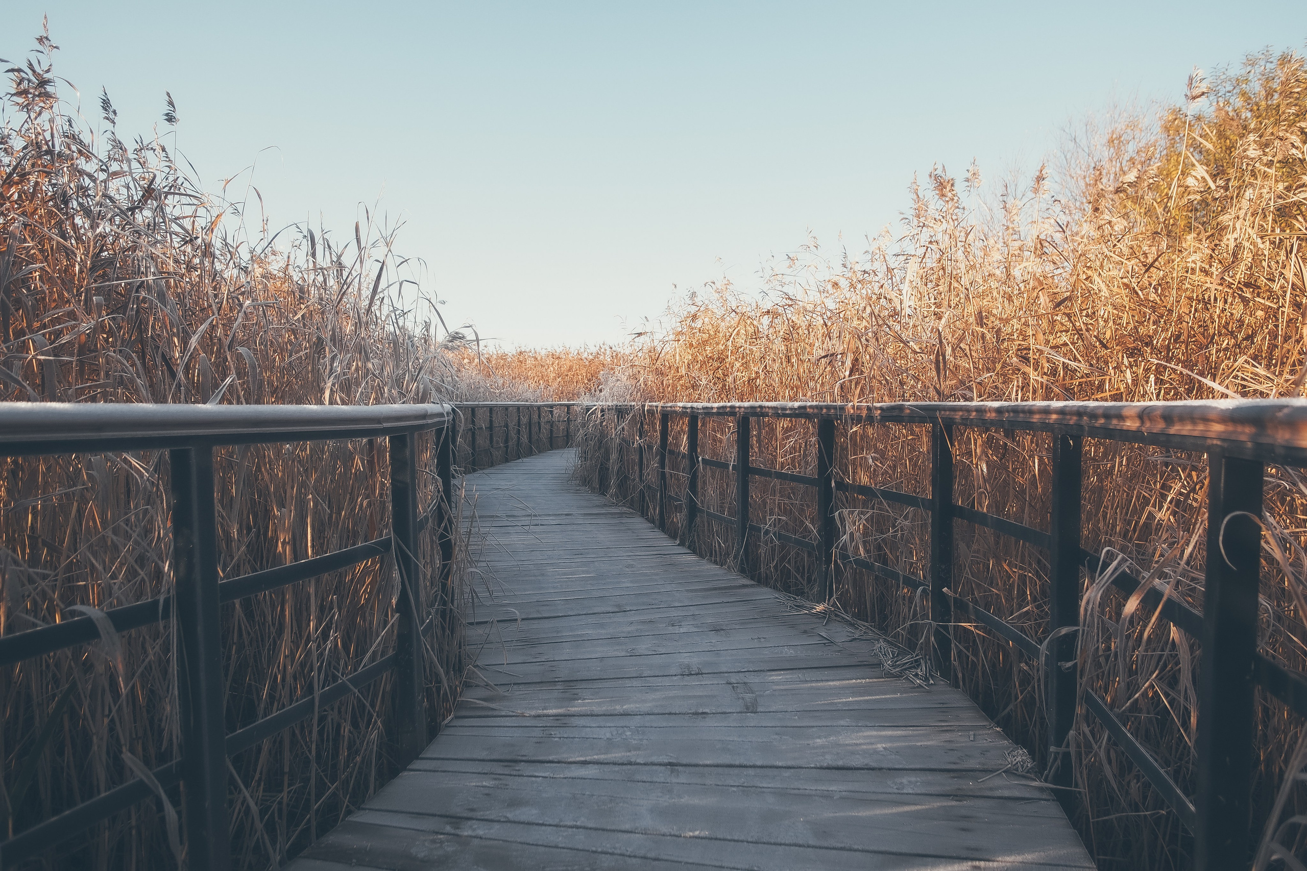 Сестрорецк. Свадебный фотограф Копков Геннадий