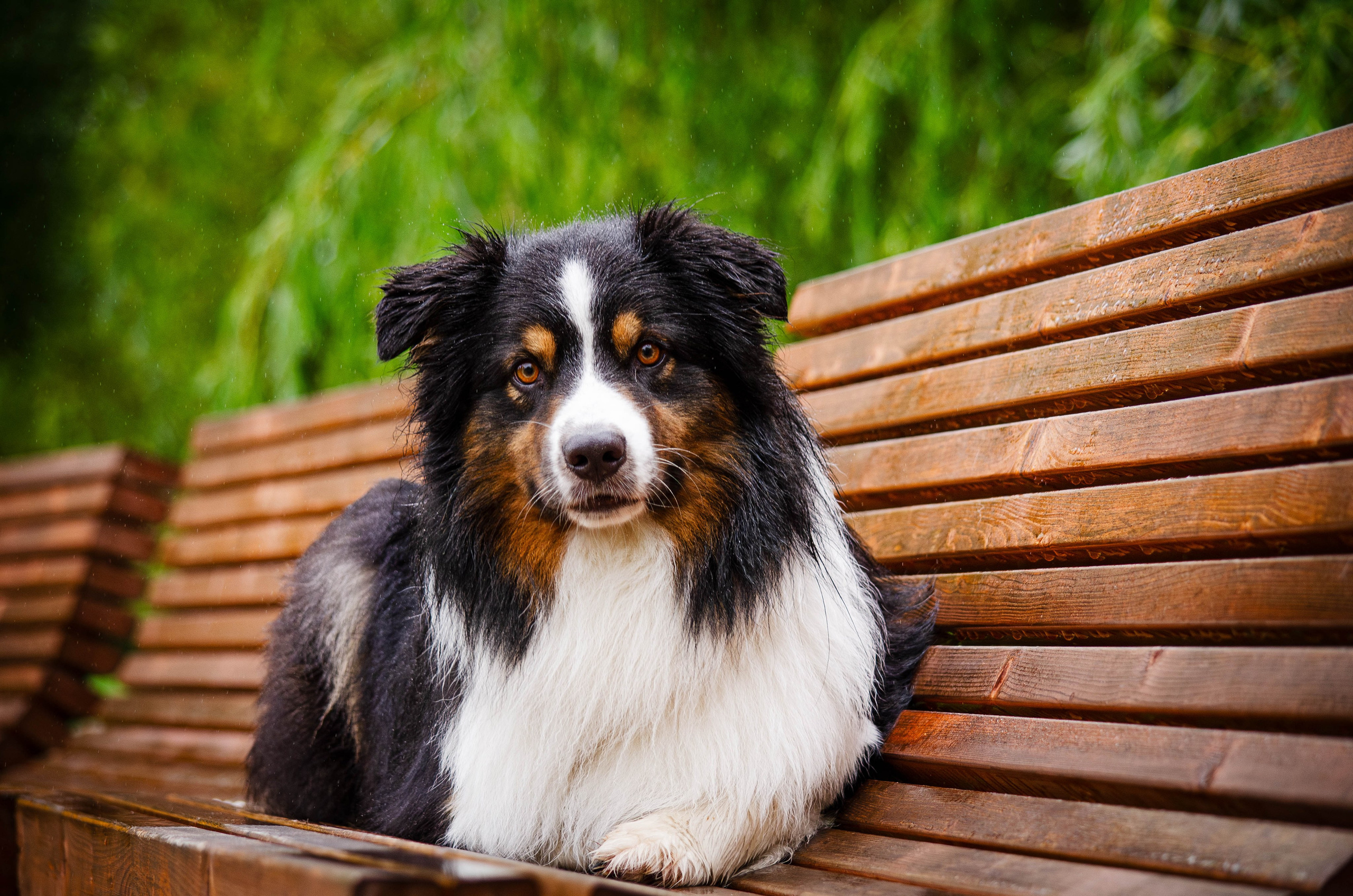 Арья и Оззи