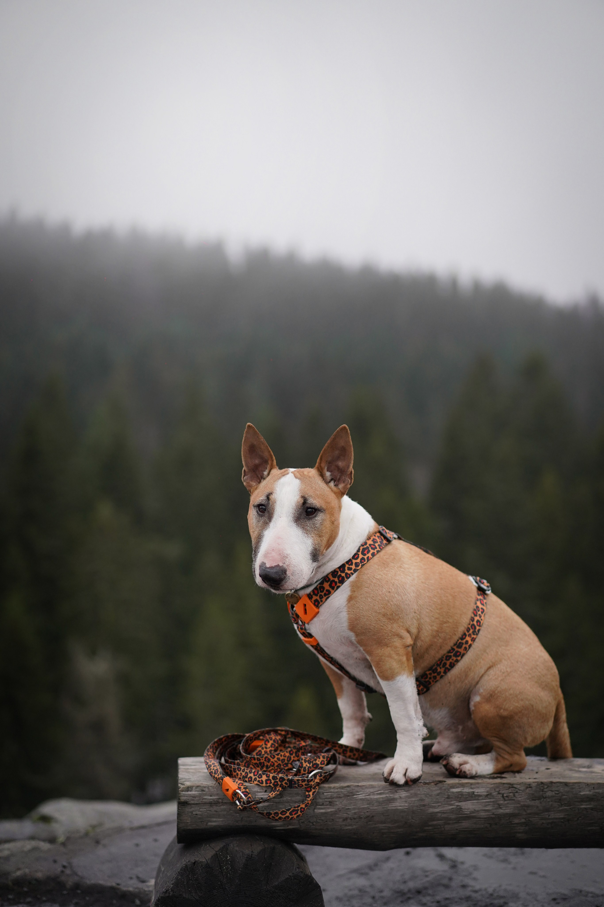 Юни на горе Паасо. Фотограф-анималист в Санкт-Петербурге Яна Мартынова
