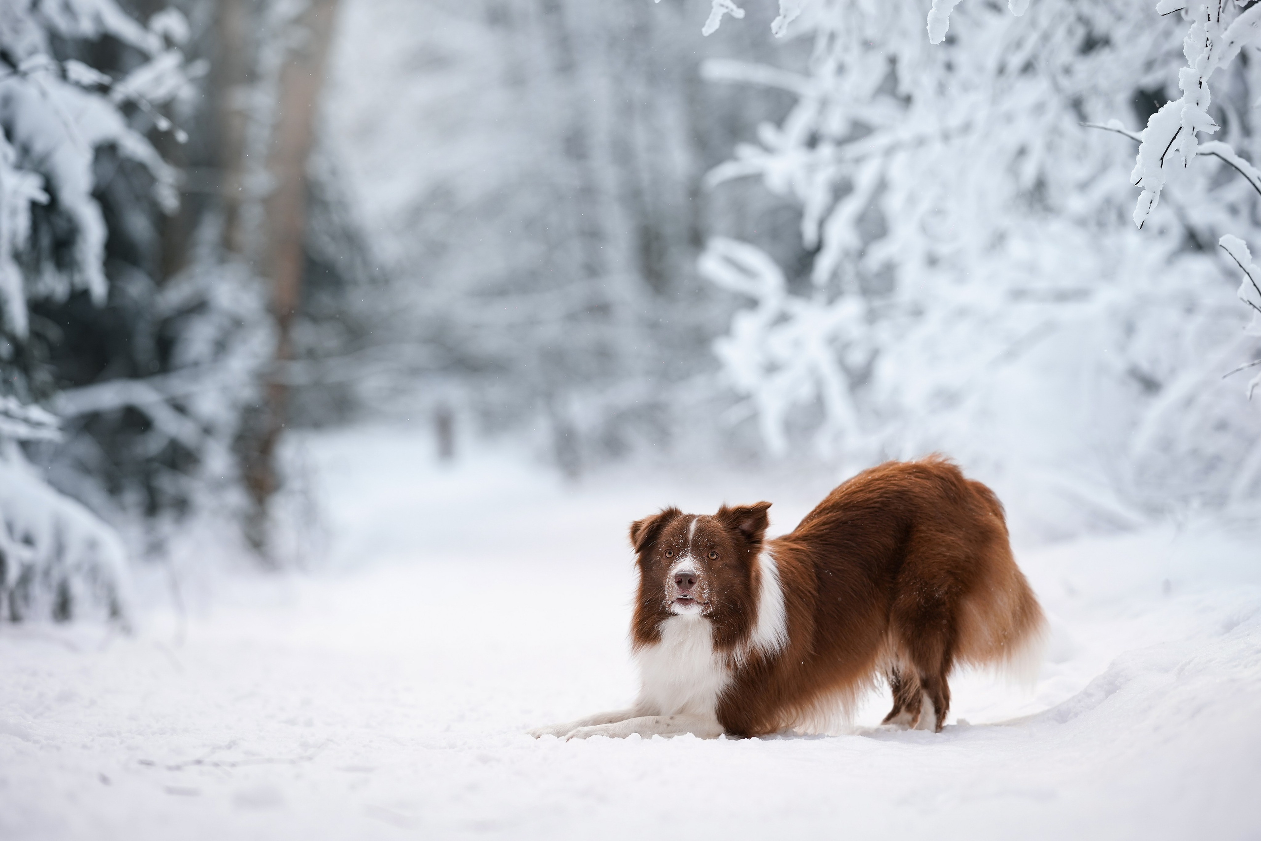 Катя и Ская. Фотограф-анималист в Санкт-Петербурге Яна Мартынова