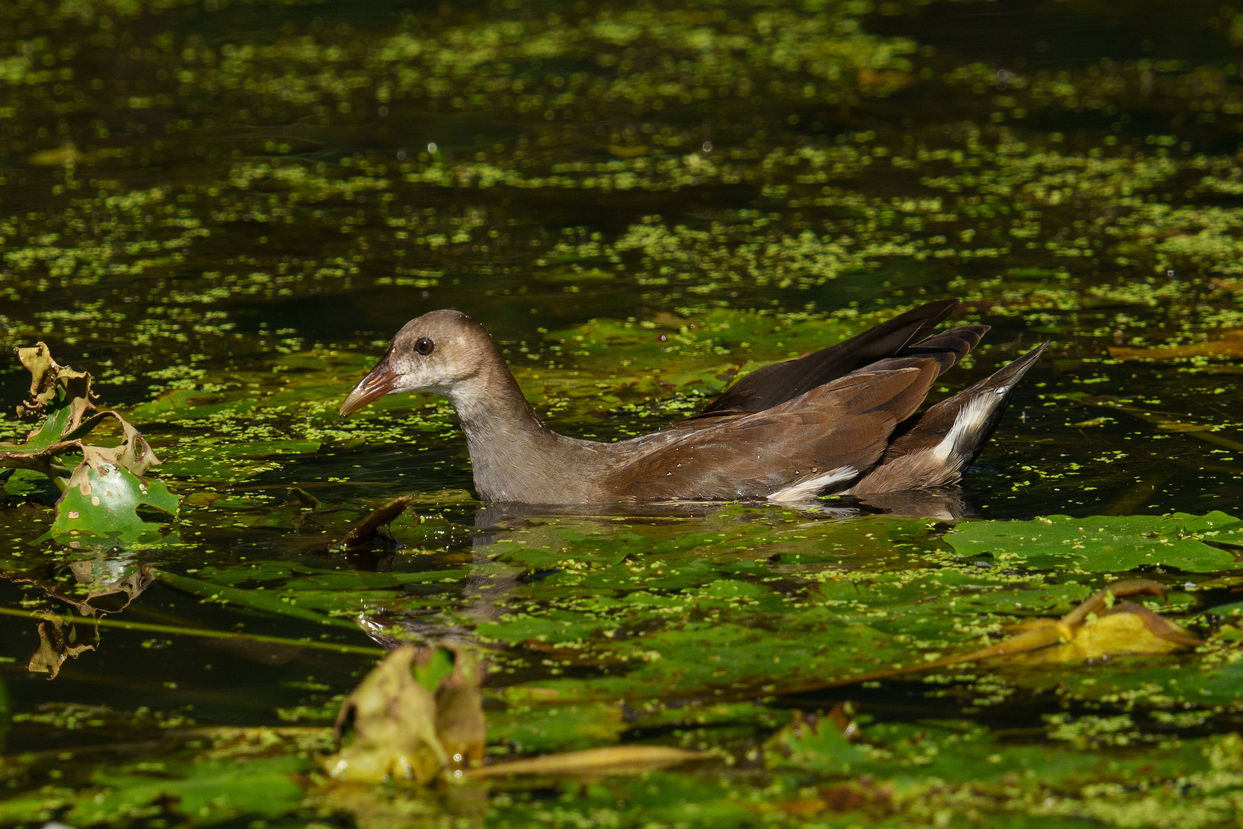 Удивительные мир птиц. Вокруг нас столько прекрасного — присмотритесь!. Ваш личный фотограф Марина Волкова