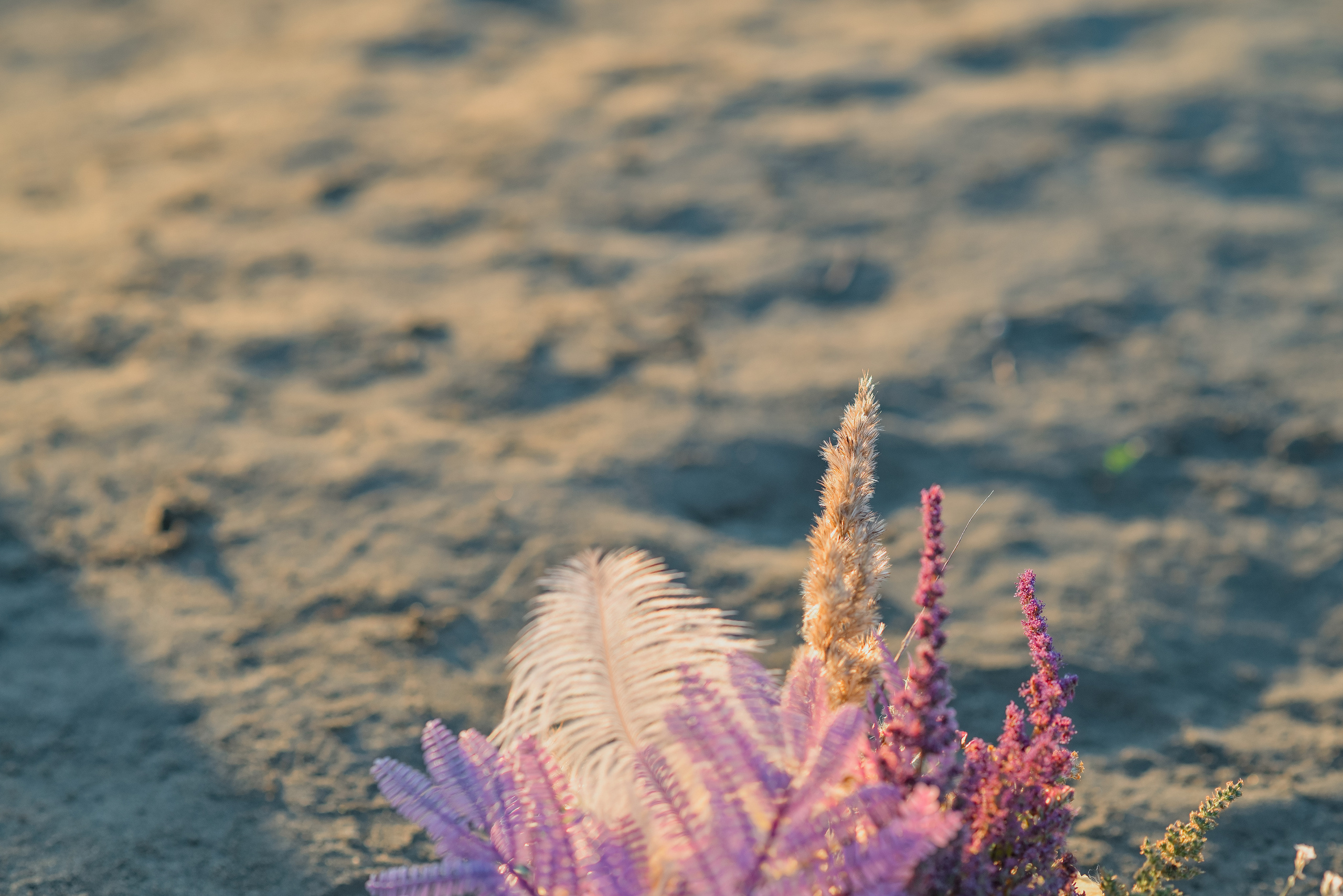 NozZoya. Свадебный и семейный фотограф в Барнауле Сергей Семакин