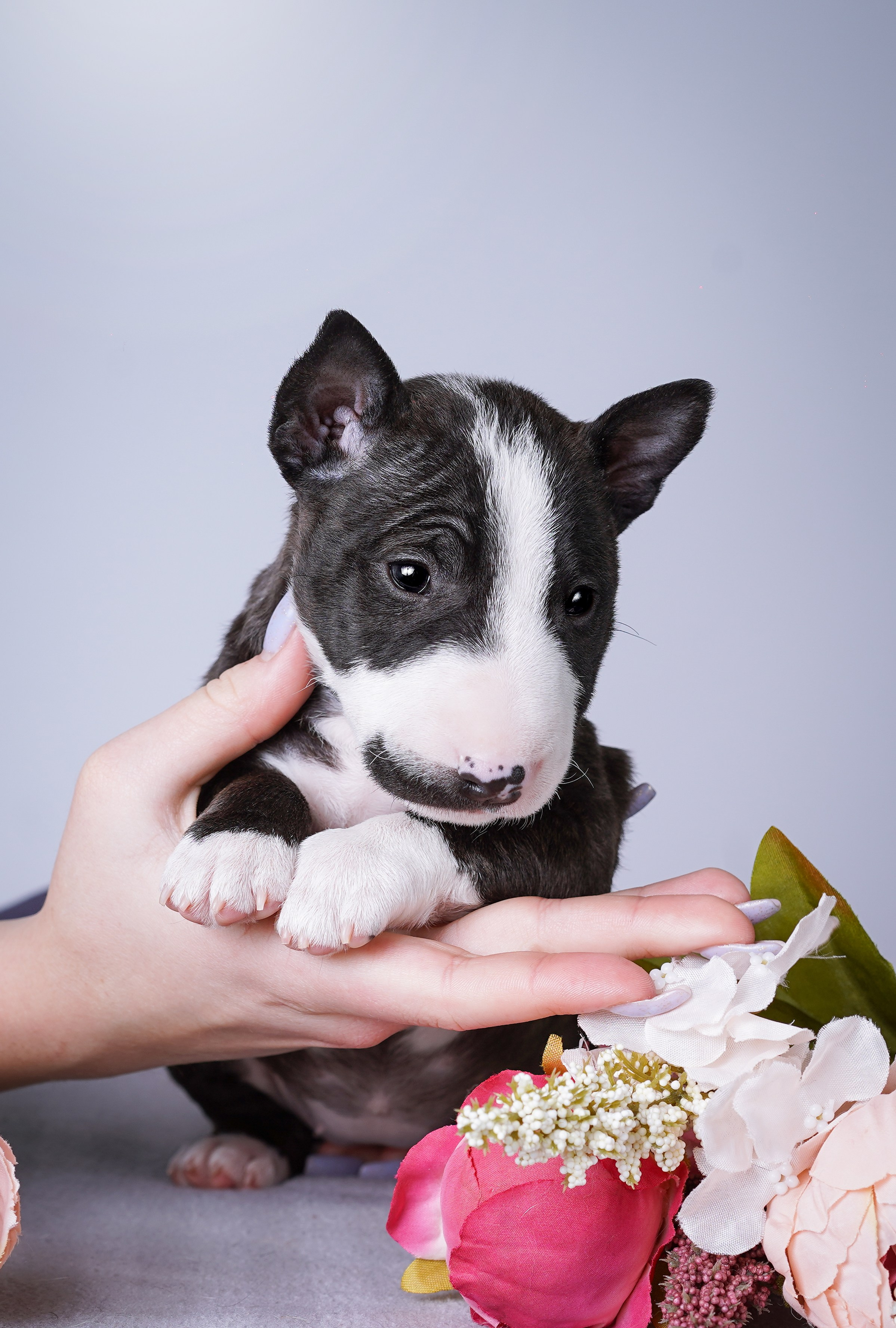 Щенки минибуля. Фотограф-анималист в Санкт-Петербурге Яна Мартынова