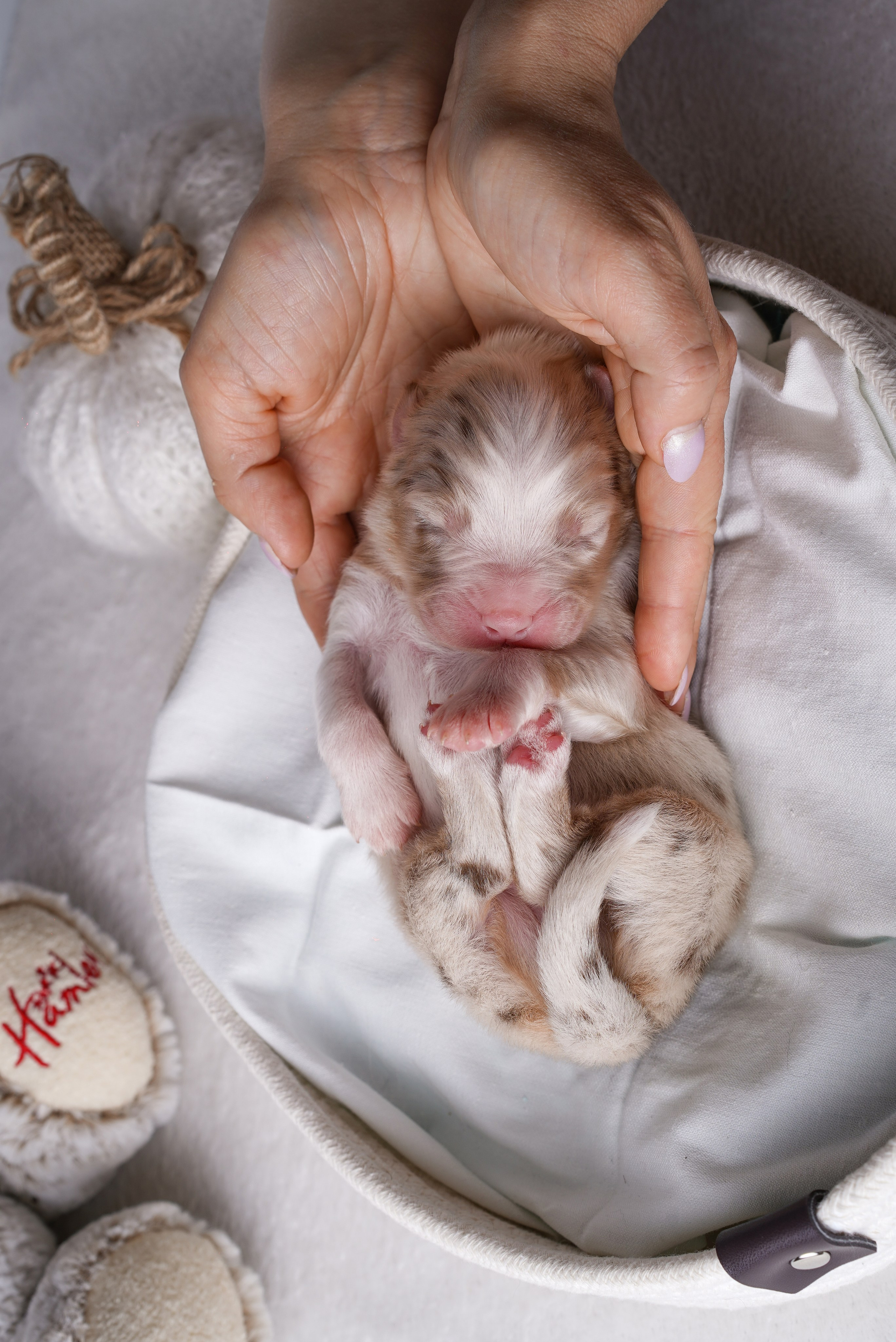Щенули аусси. Фотограф-анималист в Санкт-Петербурге Яна Мартынова