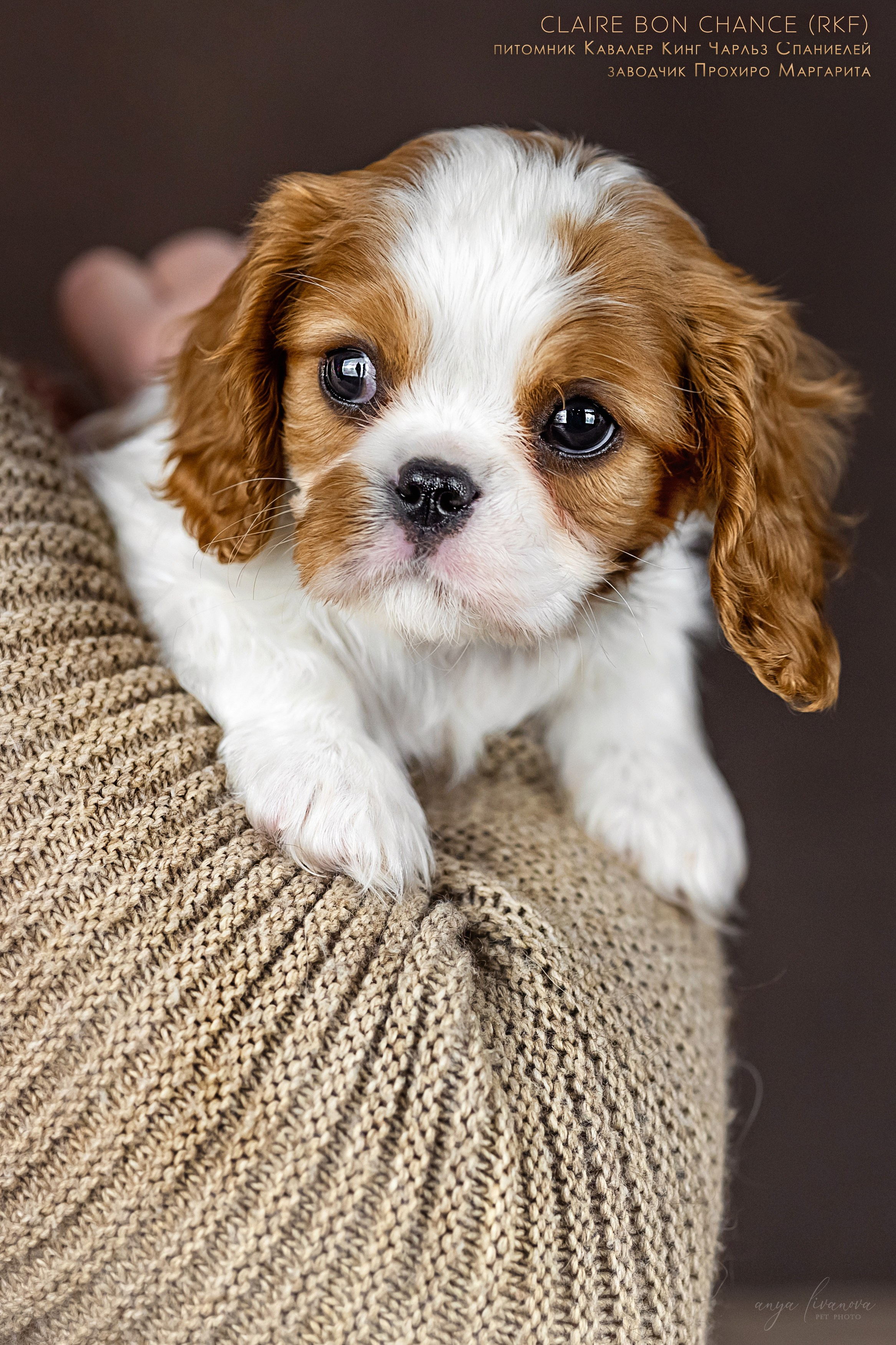 Кавалерчики. Фотограф анималист Аня Ливанова | Рыбинск