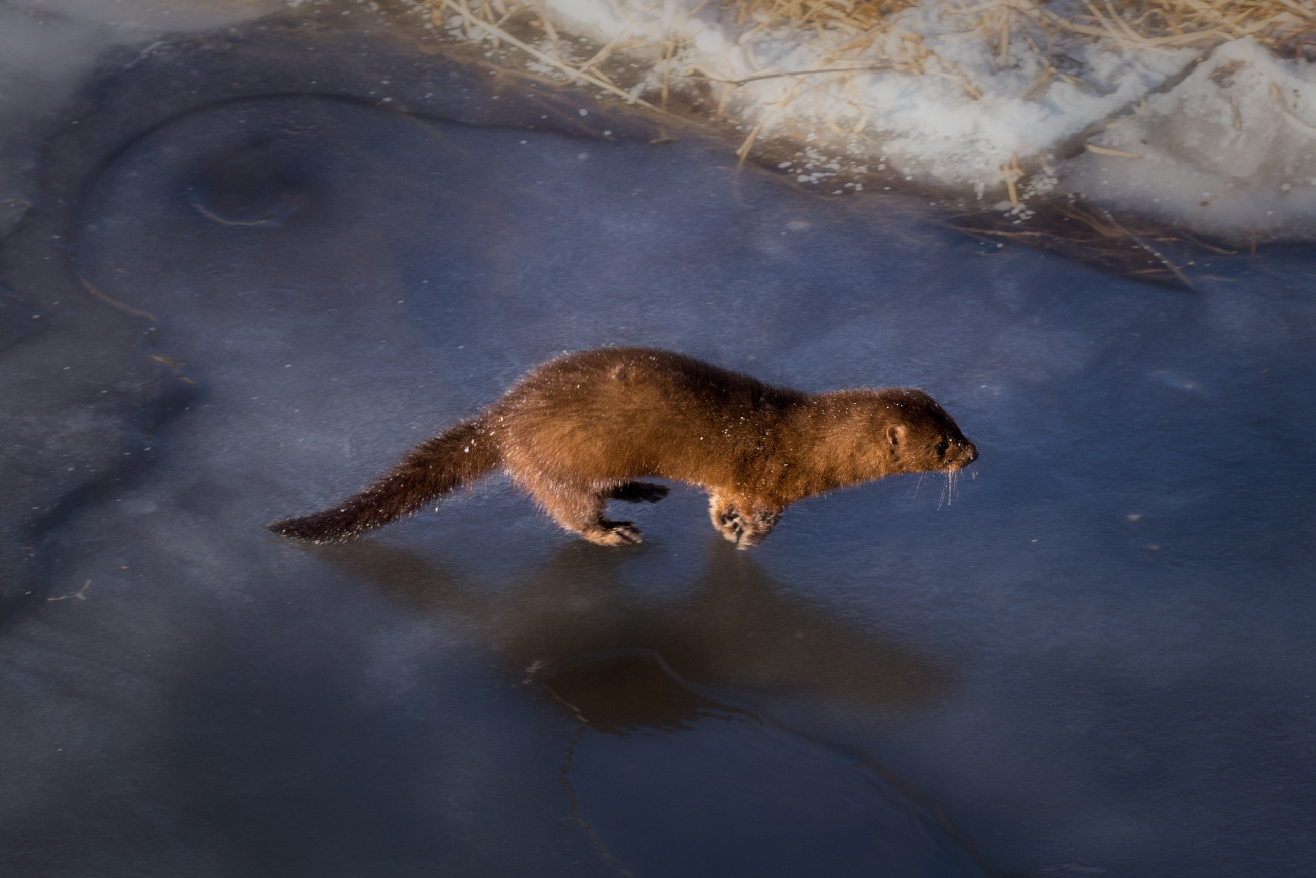 Анималистика. Фотограф Александр Чазов