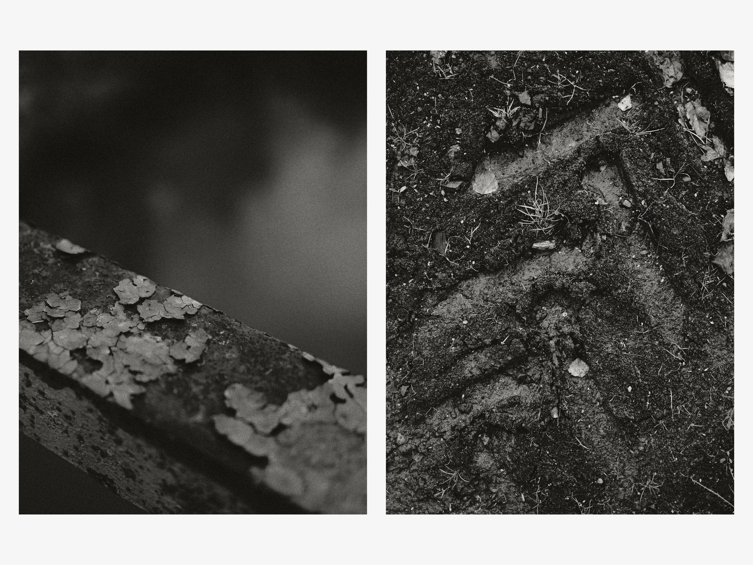 02.11.25 — Ларинский заказник (Томская обл.). Mark Zarya — Casual Photography