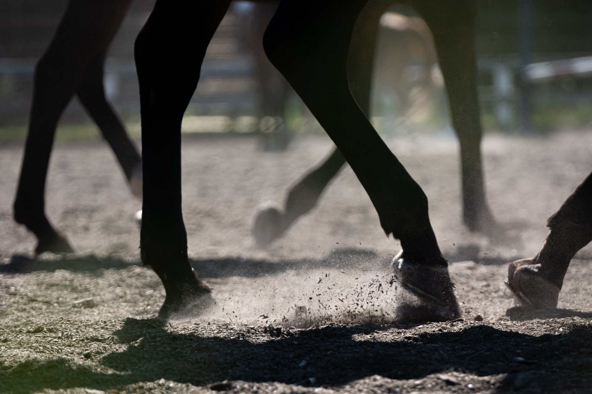 Конный спорт. Nikita Goltsov — Photographer